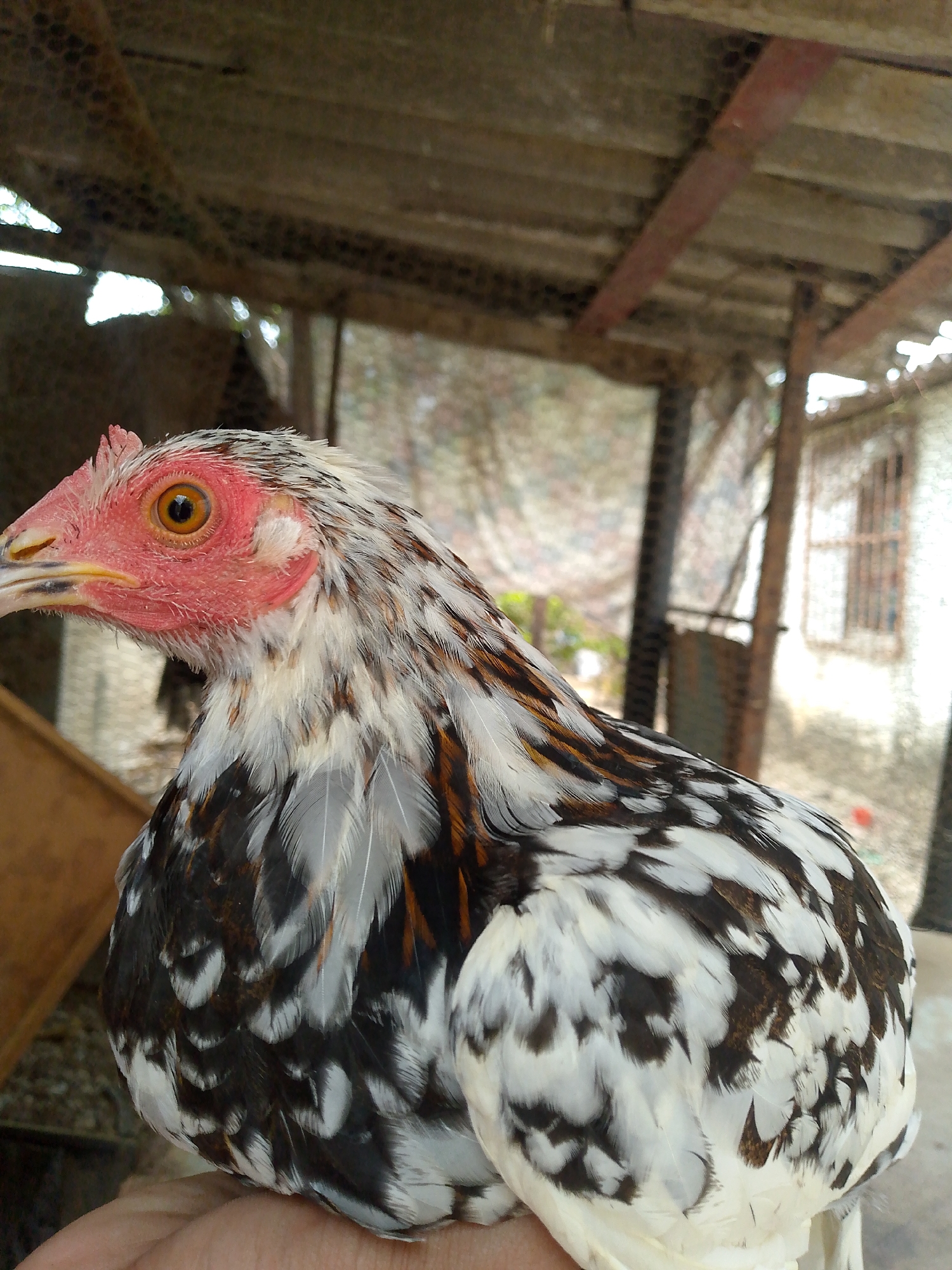 A close-up shot focuses on a chicken with white and black patterned plumage. The chicken is held in someone's hand. The chicken has a red face and a yellow eye. It is set against a background that shows a structure of beams and possible fencing, suggesting a coop. There is also a building with a barred window visible through the fencing. The location is implied to be Juan Griego, Venezuela, but there is no explicit proof of the city.