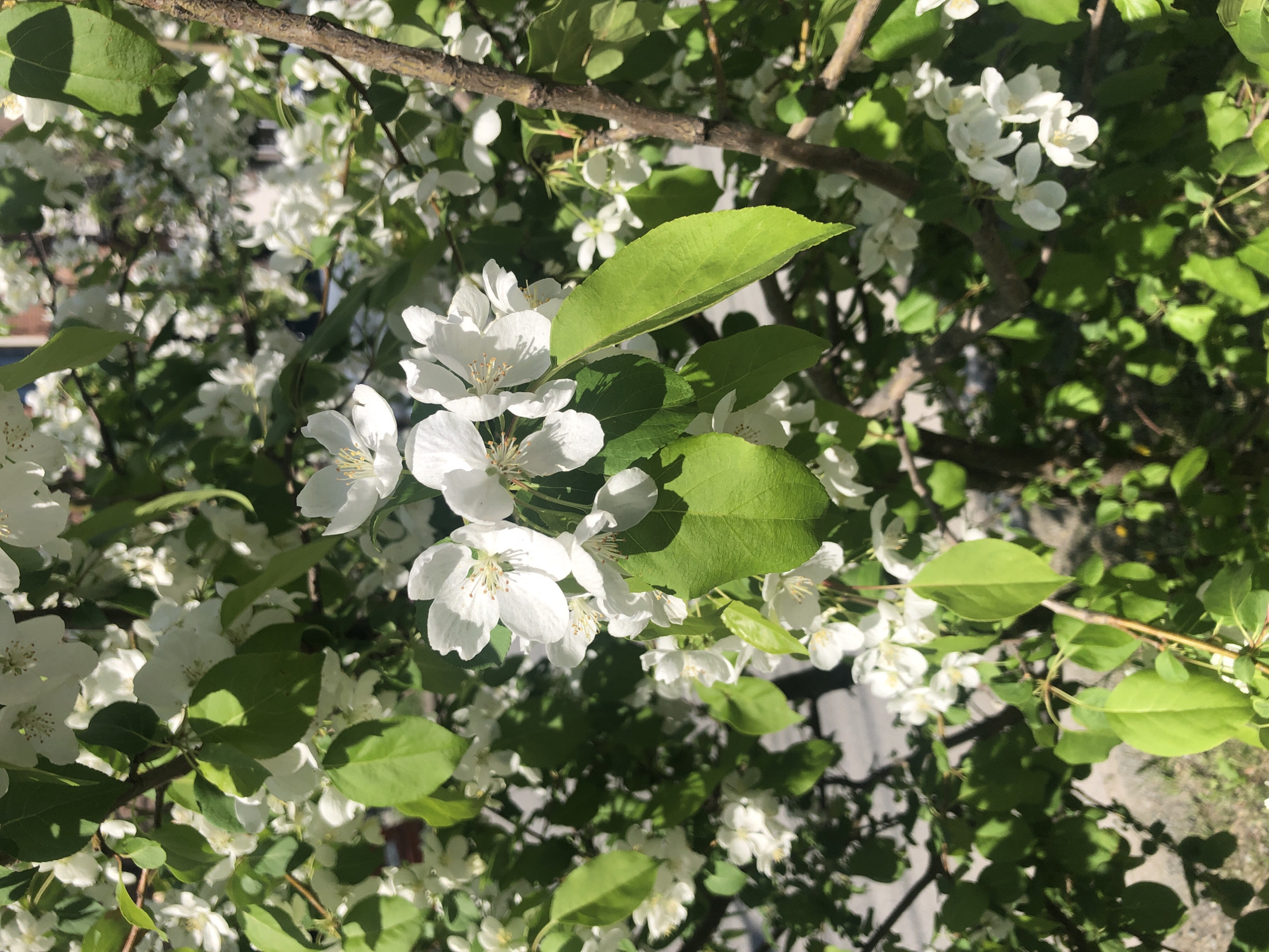 A close-up photograph reveals a tree in full bloom with white flowers, interspersed with vibrant green leaves. The flowers are clustered together, and the leaves have a smooth texture. A few branches are visible amongst the flowers and leaves. The location is Unknown, Unknown.