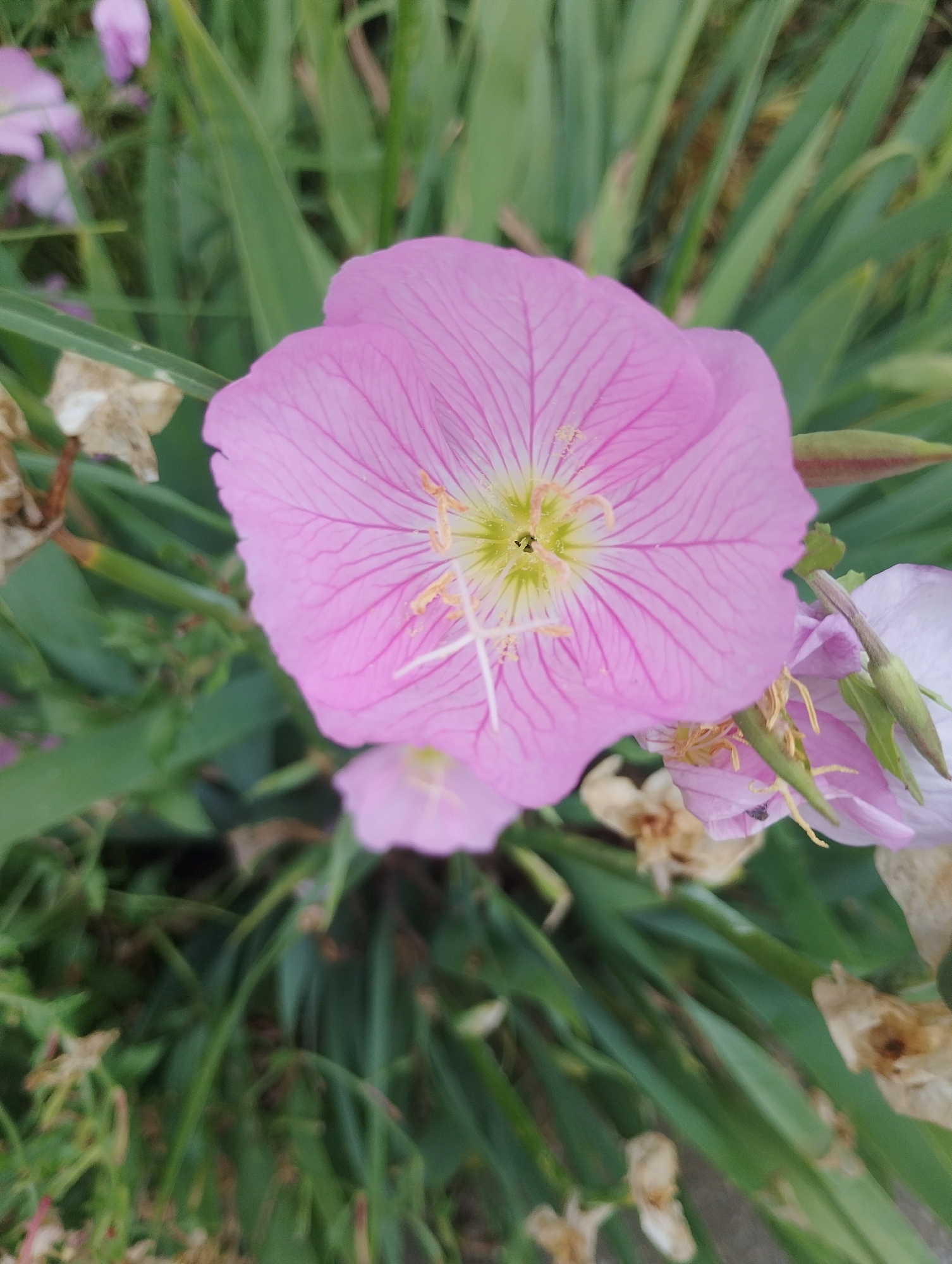 A close-up, overhead shot features a vibrant pink flower with delicate, darker pink veins. The flower is the central focus and is in sharp detail, with its petals gracefully unfurling. The center of the flower displays a pale green pistil surrounded by yellow stamens. To the right and partially behind the main flower, another pink flower is visible, with some of its petals appearing lighter, almost white. The background consists of blurred green foliage, suggesting a garden or natural setting. There are also hints of dried, brown plant matter scattered throughout the scene. The lighting appears natural, likely daylight, casting a soft glow on the subjects. The composition is tight, emphasizing the textures and colors of the flowers.
