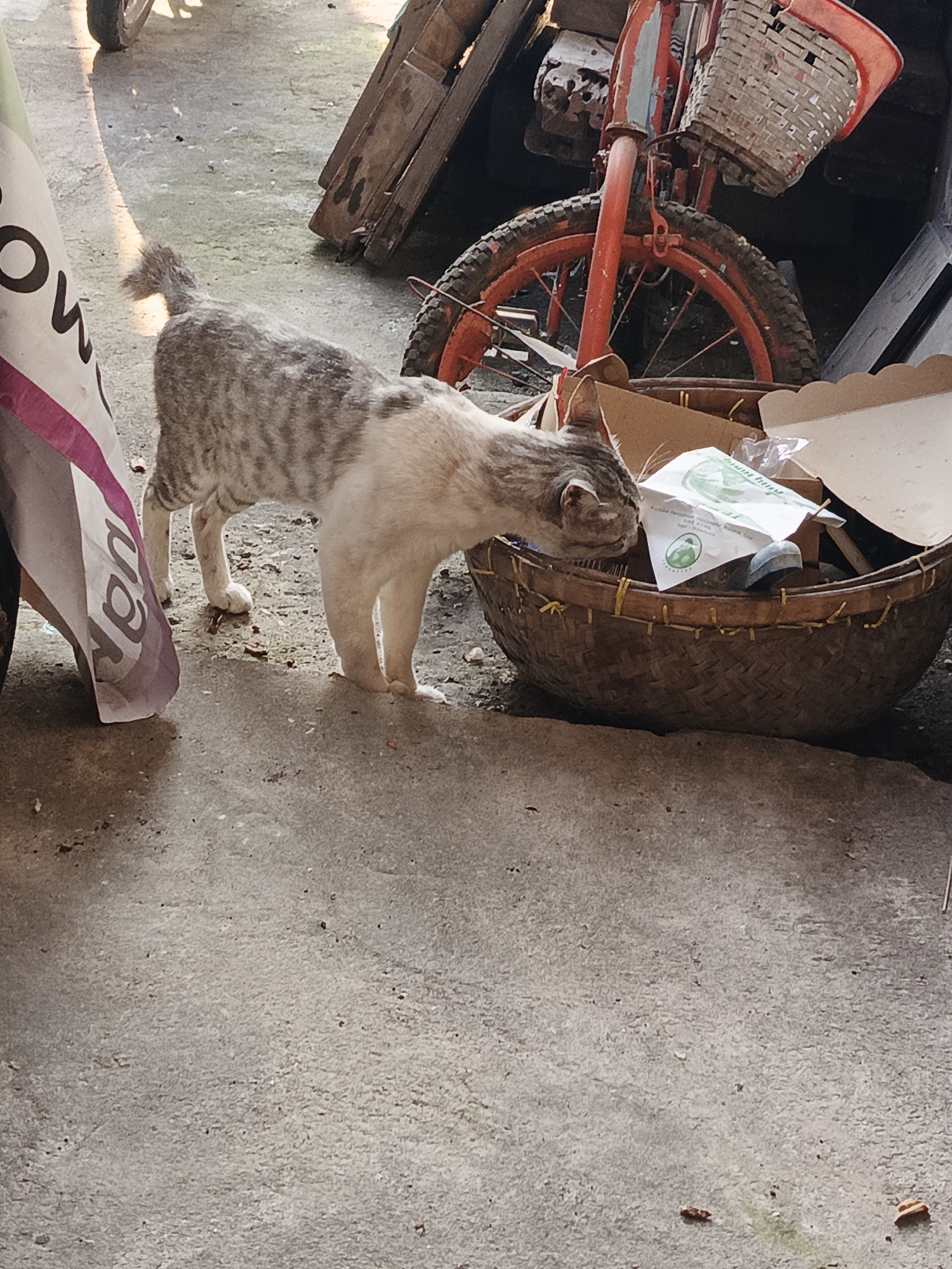 A grey and white tabby cat is sniffing inside a woven basket filled with trash. The basket is placed on a concrete surface. To the left of the cat, a portion of a white and purple cloth is visible, with black lettering that partially reads "ROW". In the background, there is a red bicycle with a wicker basket on the handlebars and a rusty metal frame. Wooden planks are stacked behind the bicycle. The scene appears to be an outdoor area, possibly a yard or alley, with sunlight casting shadows. The location is specified as Rowokangkung, Indonesia.