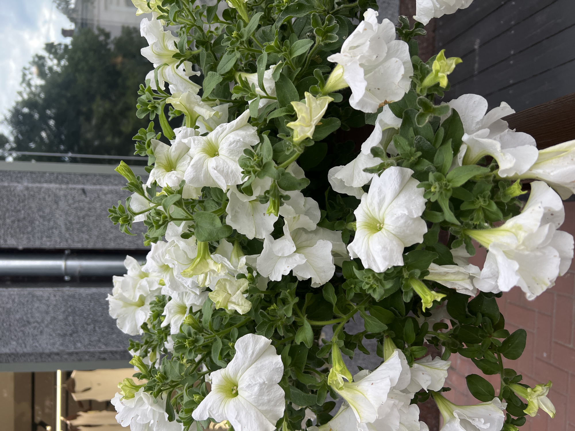A medium shot captures a cluster of white petunias with green leaves. The flowers are in various stages of bloom, with some fully open and others in bud. The background is blurred, but hints of a building with gray stone and windows are visible. The flowers are arranged in a planter, and a glimpse of a brick sidewalk and dark wooden surface suggests an outdoor urban setting. The lighting appears natural, indicating daytime.