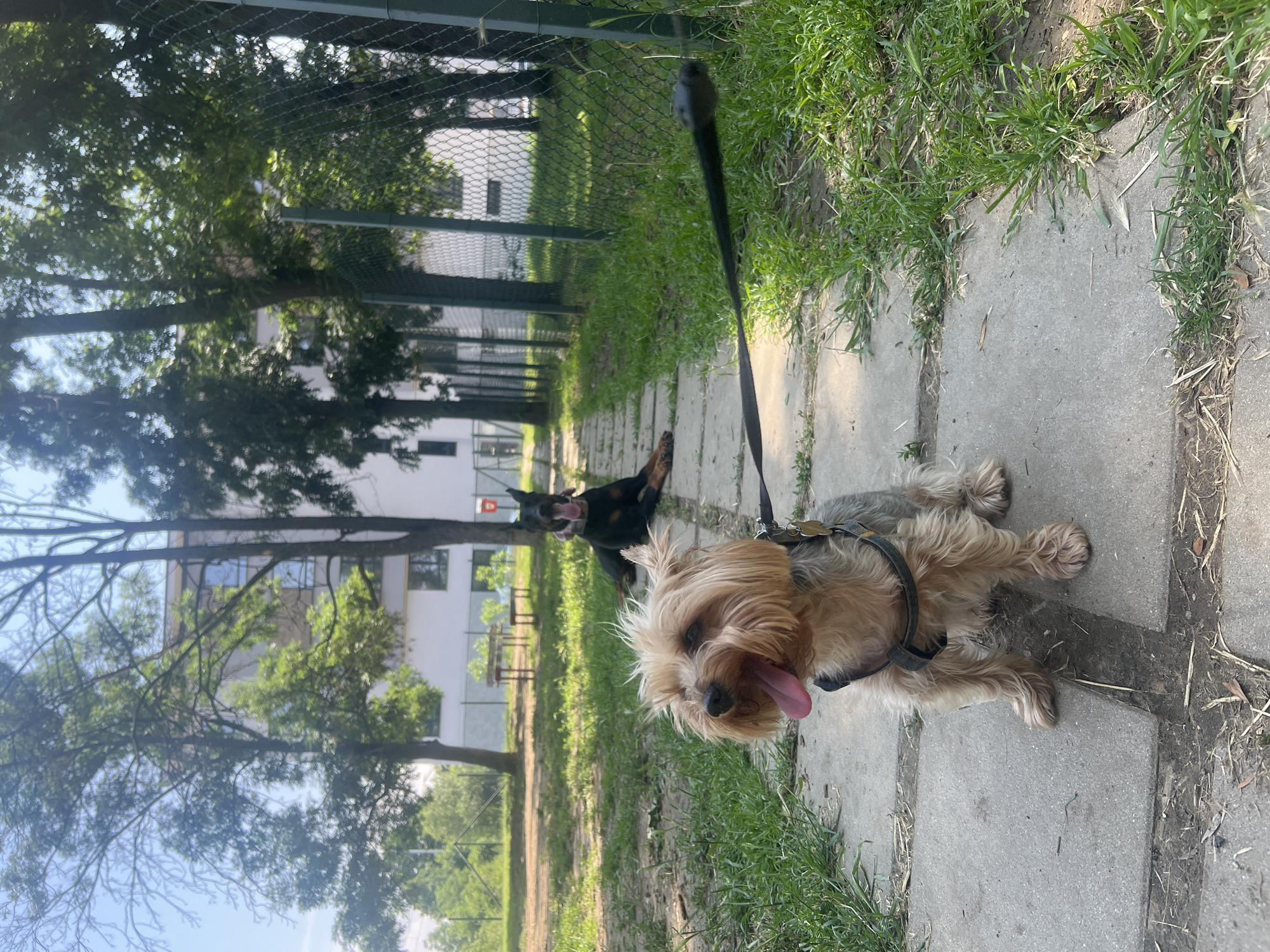 This image captures an outdoor scene on a sunny day, likely within a public park or green space in the city of Sofia, Bulgaria. The precise location within Sofia is not identifiable from the visual information provided.
In the foreground, a Yorkshire Terrier, with predominantly light brown and greyish fur, is seated upright on a concrete paved path. The dog is panting, with its mouth wide open and a pink tongue extended. It is wearing a dark-colored harness, from which a black leash extends out of frame towards the right, appearing to be tethered to a green chain-link fence. The concrete path is constructed from rectangular slabs, with patches of green grass and scattered dry plant debris visible between the segments and along its edges.
In the mid-ground, positioned slightly to the left of the concrete path, a black and tan Doberman Pinscher is lying down on green grass. This dog is also panting, with its mouth open and tongue extended; its ears appear to be cropped. Behind the Doberman, further into the mid-ground and to the left, two small, light-colored wooden picnic tables with benches are partially visible on a dirt patch.
The background features numerous tall, deciduous trees with dense green foliage, indicating a warm season. Between and behind these trees, several multi-story buildings with white facades and dark-framed windows are discernible, consistent with modern urban architecture. To the right side of the frame, a green chain-link fence runs parallel to the concrete path, extending into the distance. The sky, visible through gaps in the tree canopy, is clear and blue. The scene is brightly illuminated by natural sunlight, casting distinct shadows.