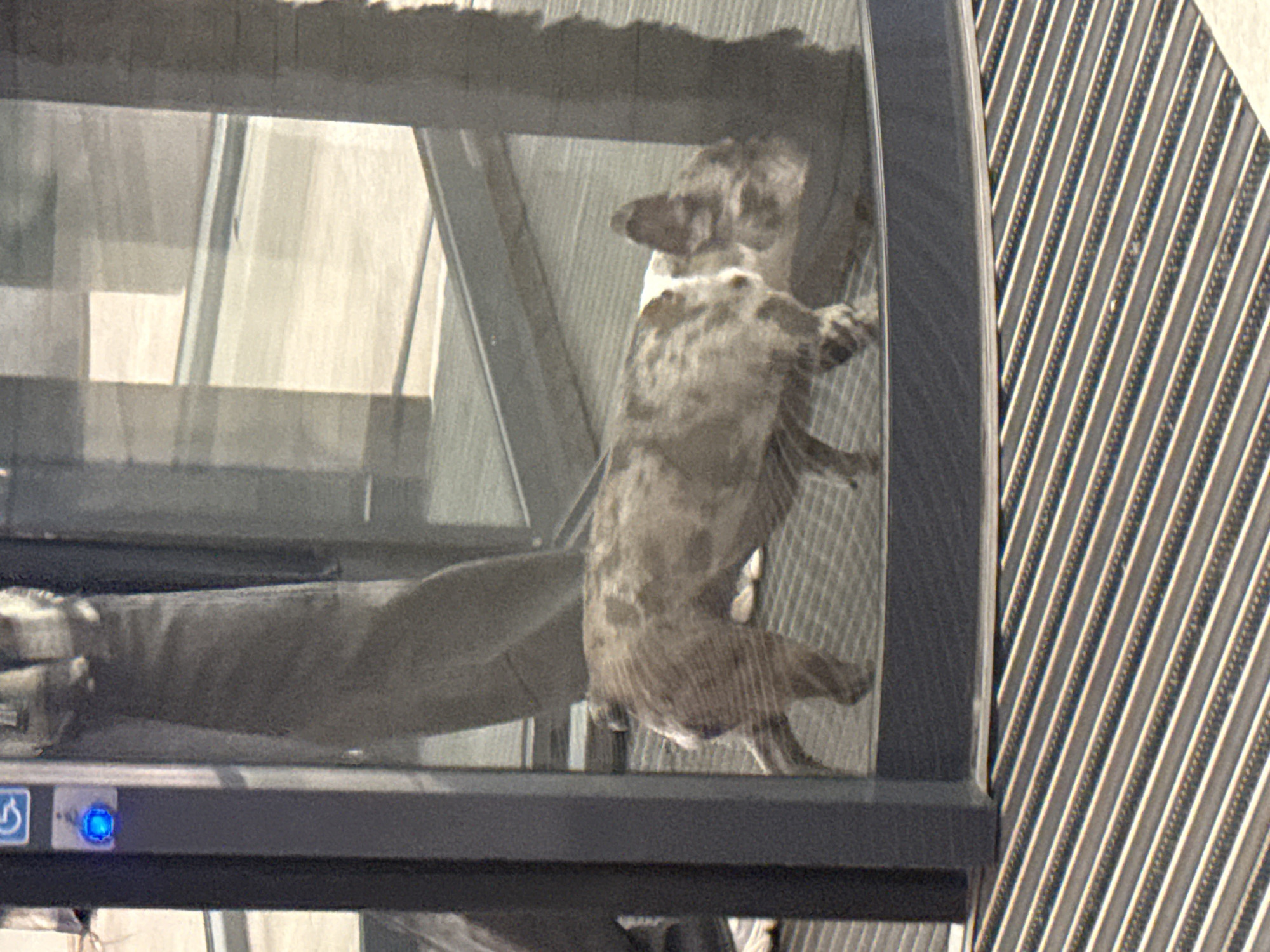 A merle-colored dog is visible inside a revolving glass door. The dog's body is facing left, and its head is turned to the right. The dog has a white patch on its chest and face. The dog appears to be a French Bulldog or similar breed. The revolving door is made of glass and metal. A blue illuminated button with a wheelchair symbol above it is visible on the left side of the door. The floor in front of the door is a ribbed mat. The background is out of focus and appears to be an interior space, possibly a building lobby. The image was taken in Khimki, Russia.