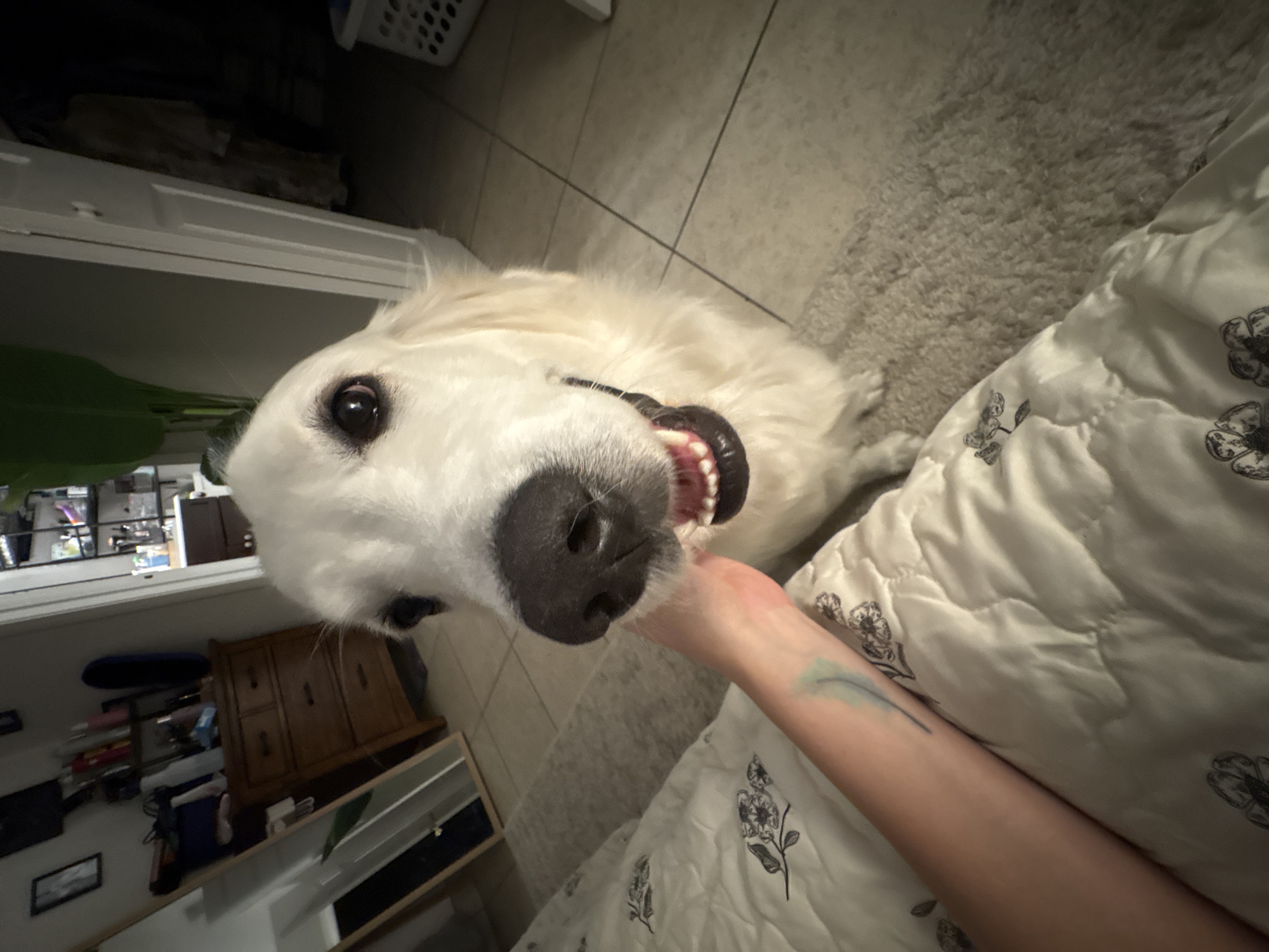 A white golden retriever dog is looking into the camera with its mouth slightly open and teeth showing. The dog is positioned in the center of the frame, with its head and upper body visible. A human hand is reaching into the frame from the left side, touching the dog's muzzle. The scene appears to be indoors, possibly a bedroom, with a white quilted blanket covering a surface in the foreground. In the background, there is a wooden dresser, a mirror, and shelves with various items. The floor is tiled, and a rug is visible. The image was taken in Tampa, United States of America.