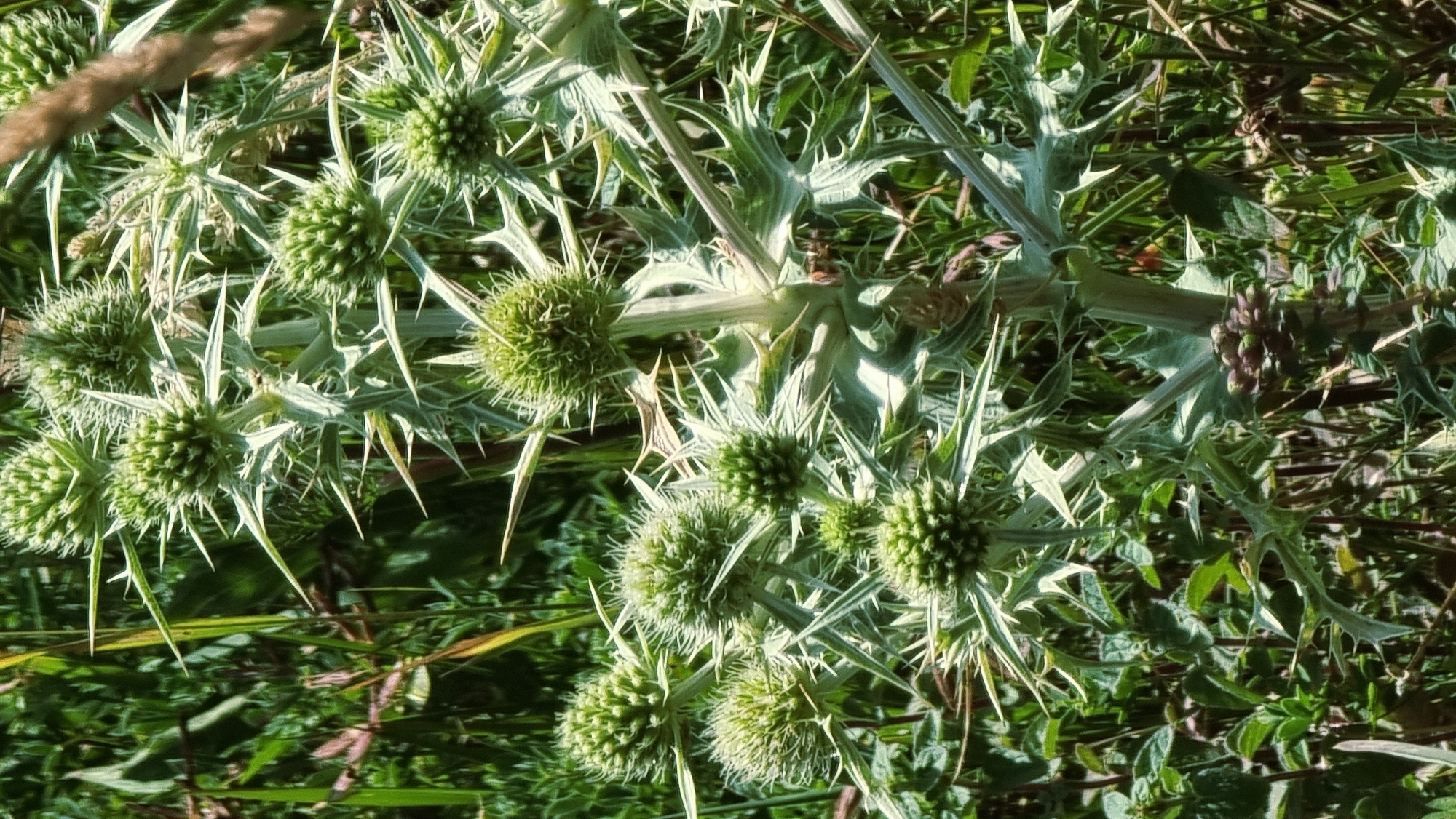 The image displays a close-up view of a thorny plant with numerous spiky green flower heads. The plant is situated outdoors, amidst a dense background of green foliage, likely grass and other vegetation, suggesting a natural or semi-natural environment. The lighting indicates it is daytime, with sunlight illuminating the plant and creating highlights on its sharp spines. The scene appears to be in a natural setting in the city of Molló, Spain, likely a rural area or a park, given the abundance of greenery. No people or animals are visible in the image.