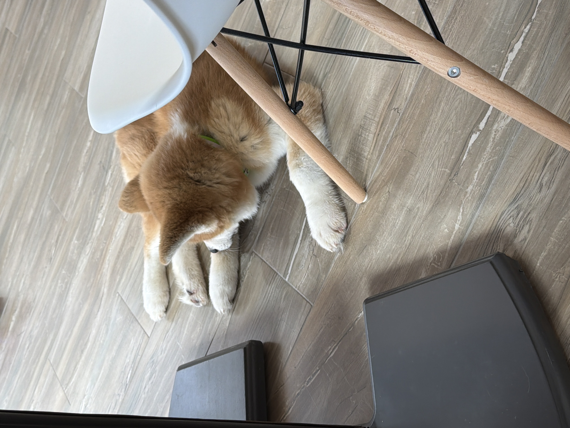 The image depicts an indoor scene in Chaikovsky, Russia. A reddish-brown and white dog, consistent with an Akita or Shiba Inu, is lying on its left side on a light-colored, wood-look tiled floor. The dog's head is turned away from the camera, facing left, with its front paws extended forward. It wears a thin, light green collar. Its paws show pinkish pads. In the upper right quadrant, a portion of a white molded chair with light wooden legs and black metal cross-supports is visible. In the lower left, two dark, rectangular objects, possibly bases for furniture or equipment, are present on the tiled floor.
