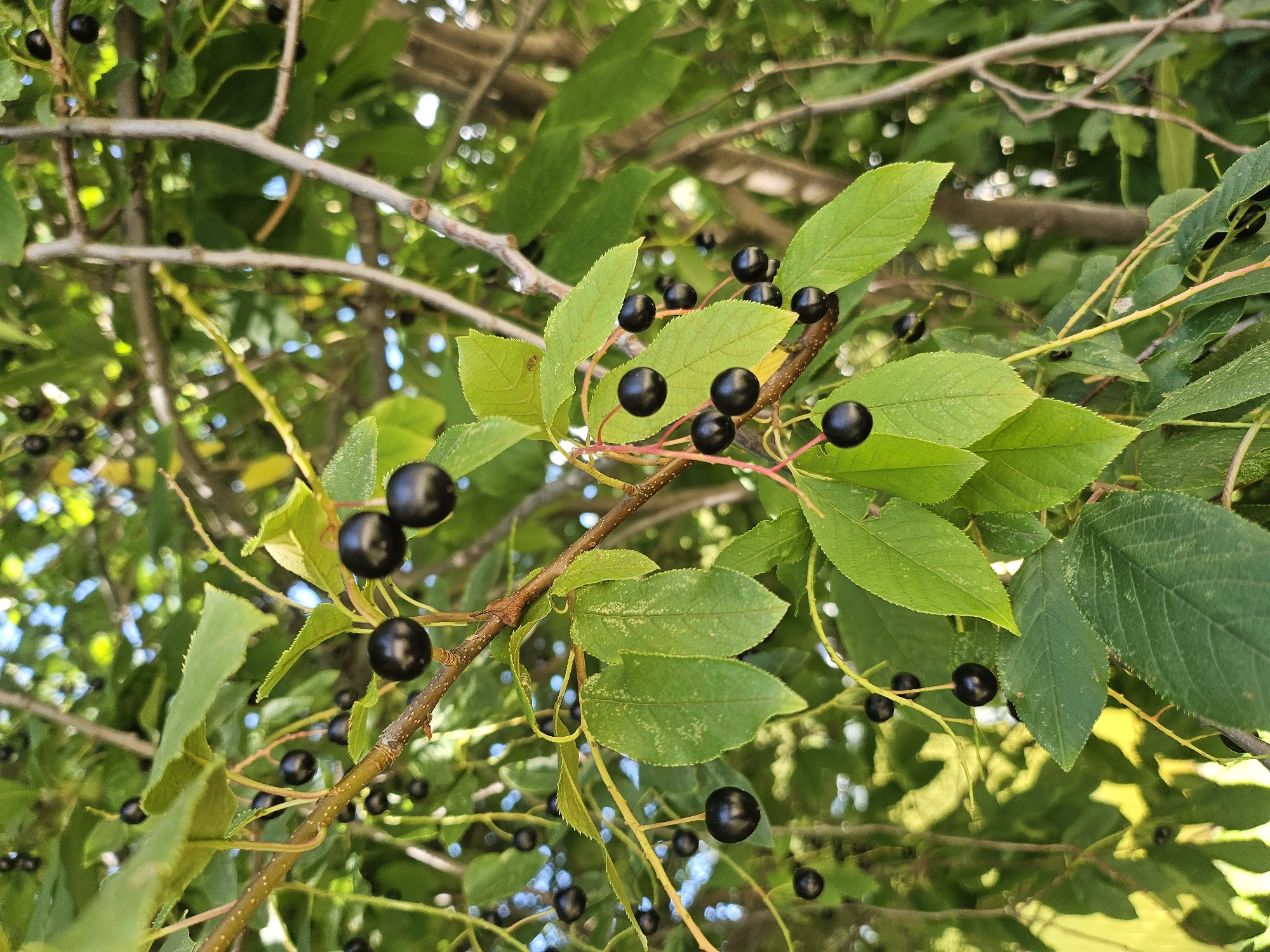 A close-up, vertically oriented photograph shows a branch of a tree bearing ripe black cherries and green leaves. The cherries are small, round, and dark black, growing in clusters. Some cherries hang singly from thin red stems, while others are attached to a more substantial branch. The leaves are oval-shaped with serrated edges and a slightly wrinkled texture. They are a vibrant green color, with some exhibiting lighter green or yellowed patches, possibly due to sunlight or natural variations. The background consists of out-of-focus green foliage and branches, with glimpses of a bright sky. The image was taken outdoors during daylight. The scene appears to be located in Zakamensk, Russia, indicated by the presence of fruit-bearing trees that are common in the region. No people or animals are visible in the image.