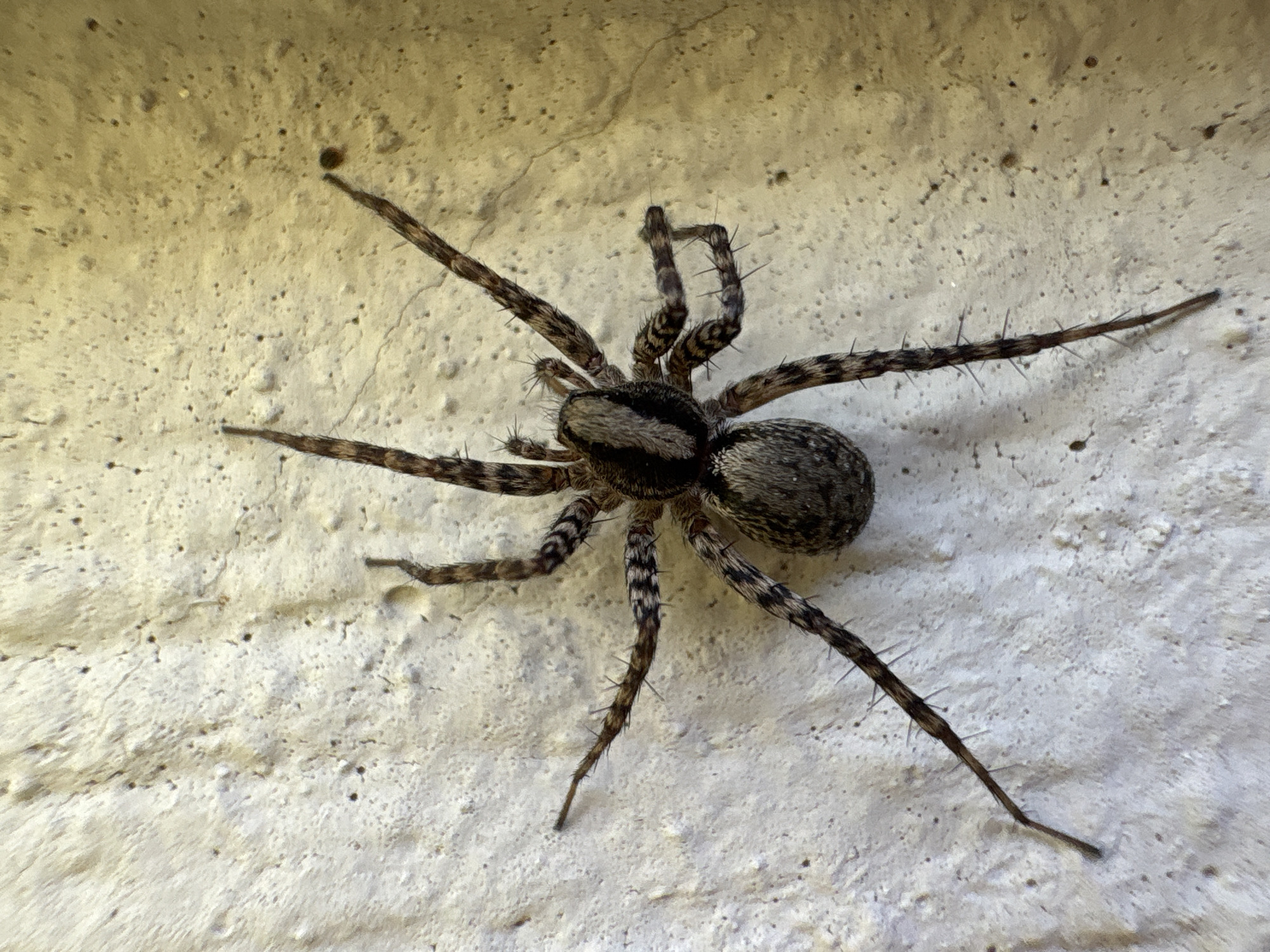 A detailed close-up image shows a large spider with striped legs and a gray, speckled abdomen resting on a textured, light-colored wall. The spider's legs are extended, revealing numerous spines. The foreground includes a rough, uneven surface. The location is unspecified.