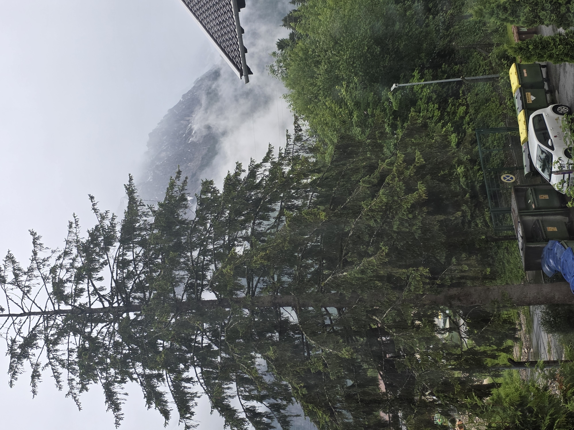 The image depicts a cloudy, overcast day with a large evergreen tree dominating the foreground. The tree's branches are laden with needles, and its trunk is thick and rough. Behind the tree, a dense forest of green trees stretches across the middle ground. In the distance, a mountain range is visible, shrouded in mist and clouds, with glimpses of snow on its peaks. A portion of a dark-tiled roof with white trim is visible in the upper right corner of the image. In the lower foreground, several large green trash bins with yellow lids are lined up, along with a white car parked on a wet asphalt surface. A fence runs behind the trash bins, and further back, more trees and some structures are faintly visible. The overall atmosphere is damp and cool, characteristic of a mountainous, possibly rainy environment.