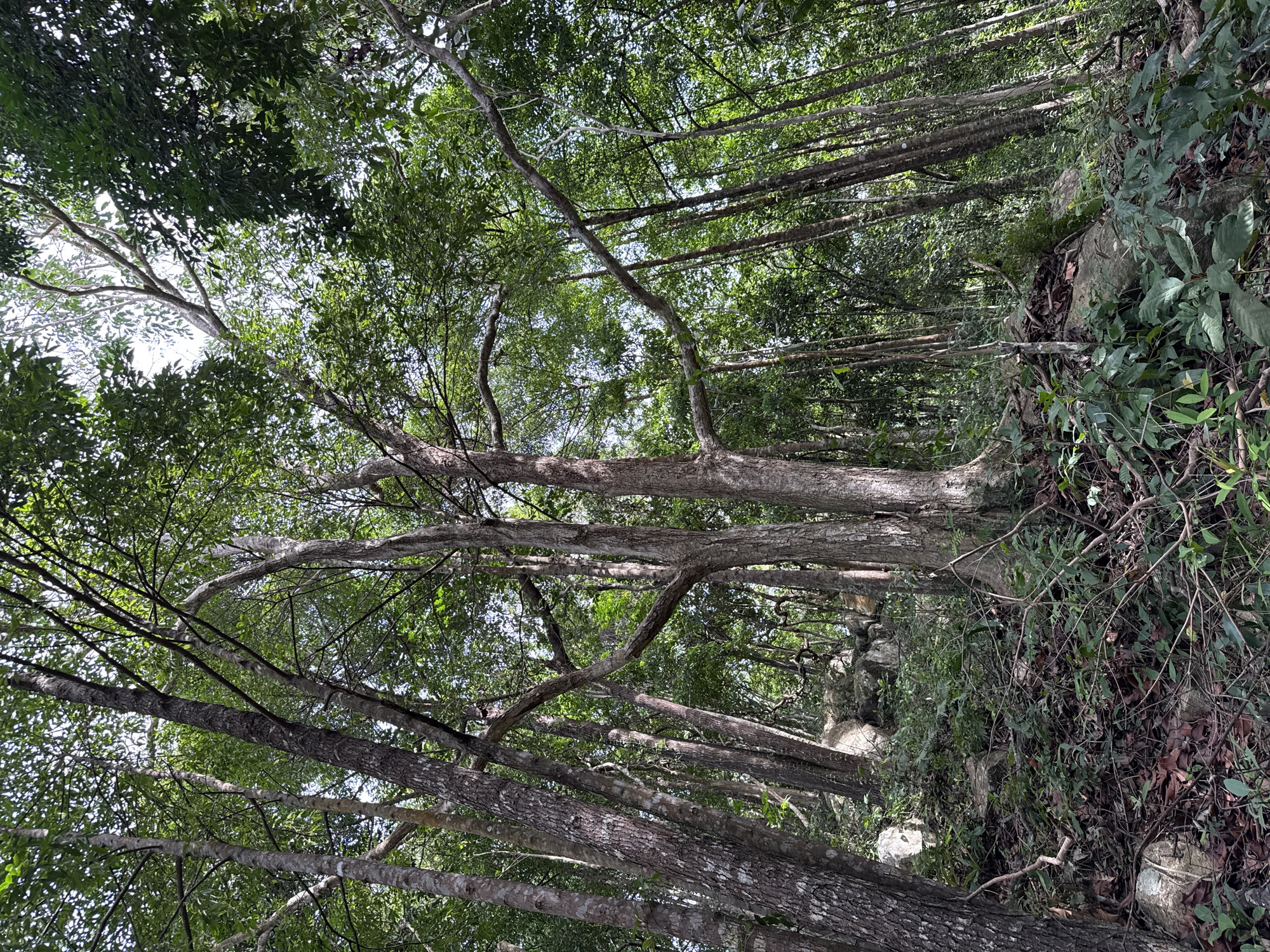 The image shows a forest scene in Baan Chaloklum, Thailand. The perspective is from below, looking up through the canopy of trees. The trees are dense, with branches extending in various directions, creating a tangled network. The foliage is lush and green, with glimpses of the sky visible through the gaps. The ground is covered with vegetation, including rocks and leaves. The scene has a natural, undisturbed feel.
