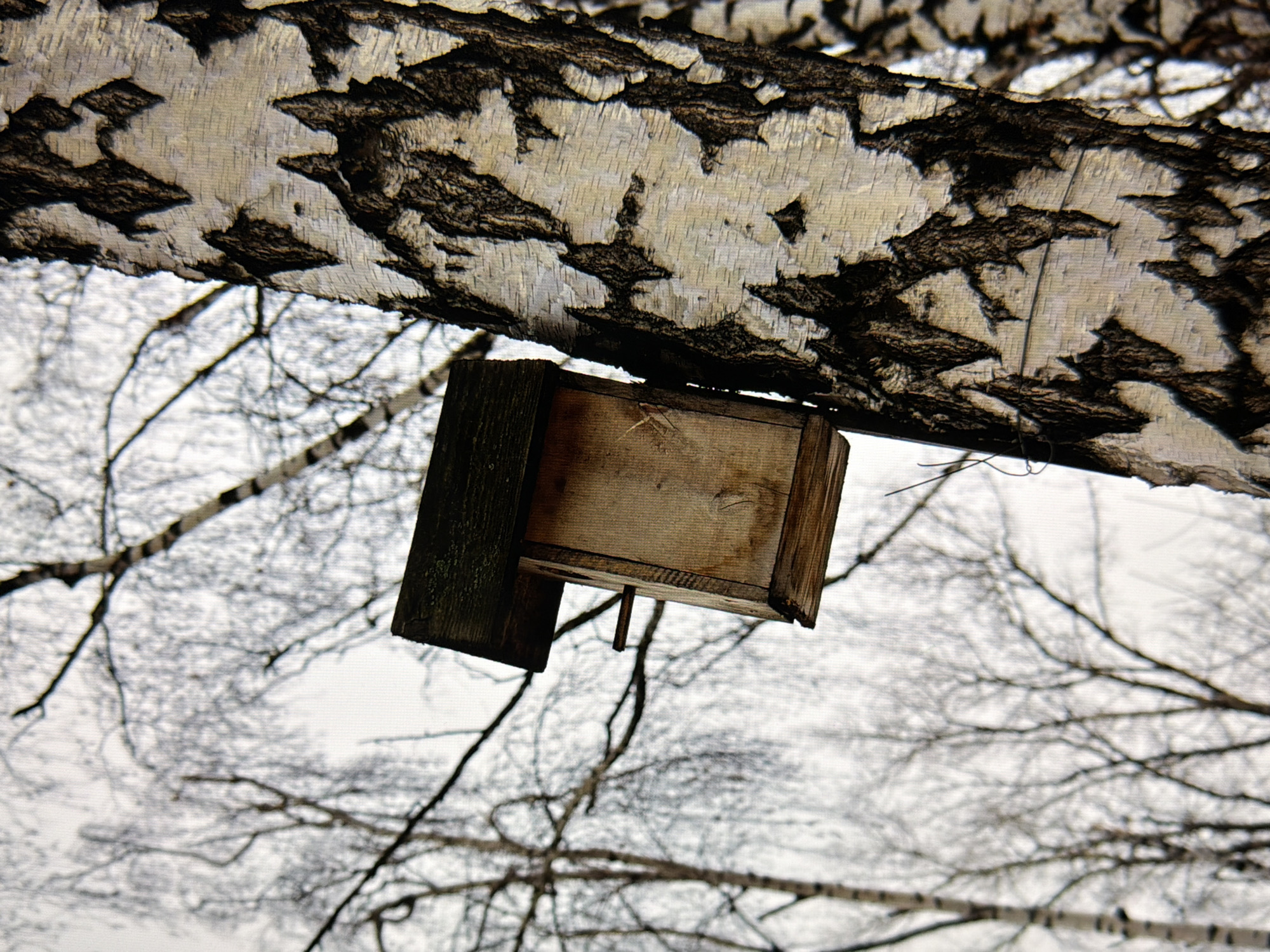 An eye-level, medium shot captures a weathered wooden birdhouse attached to the trunk of a birch tree. The birdhouse, constructed from light-colored wood, has a dark, flat roof and a small perch extending from its front. The bark of the birch tree is prominently displayed, characterized by its distinctive white and black patterns, with the dark sections appearing rough and peeling. In the background, a dense cluster of bare, leafless tree branches creates a stark, gray silhouette against an overcast sky. The scene appears to be set outdoors in a natural environment, likely a park or woodland area. There is no indication of the location being within the city of Kyiv, Ukraine.