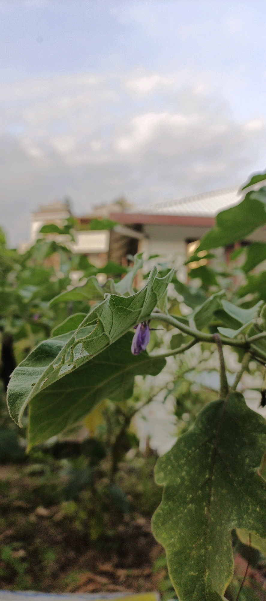 The image shows a close-up of a plant with large green leaves and a small purple flower. The plant appears to be growing outdoors, with a blurred background that suggests a residential area with a building and a roof. The sky is visible in the upper portion of the image, with some clouds. The focus is on the details of the plant, highlighting the texture of the leaves and the delicate nature of the flower. The lighting suggests it might be late afternoon or early morning. There are no people or animals visible in the image. The overall scene is one of nature in an urban or suburban setting.