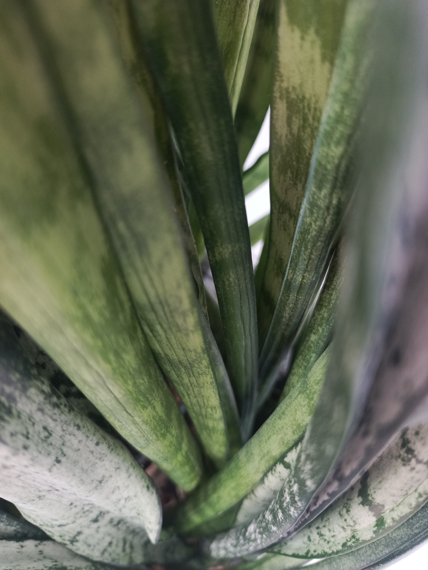 The image is a close-up, low-angle shot of a snake plant. The leaves are thick, fleshy, and upright, with a variegated pattern of dark green and lighter green to greyish-green stripes and mottling. The texture of the leaves appears smooth with some subtle lengthwise ridges. The lighting highlights the texture and patterns on the leaves, with some areas appearing more illuminated than others, creating a play of light and shadow. The background is mostly out of focus, suggesting a shallow depth of field, and appears to be a light-colored surface or wall. There are no people or animals visible in the image. The image does not provide any information about the location in the city of Korablino, Russia, or any specific context beyond the plant itself.