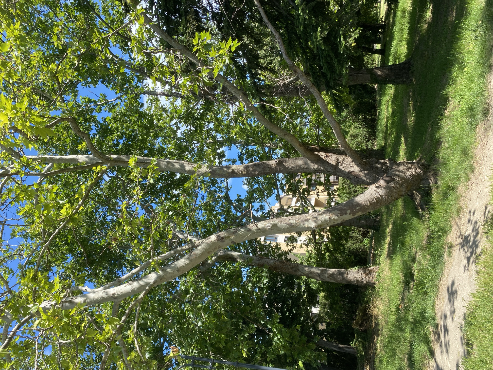 The image depicts a lush green park scene on a sunny day, likely in Varna, Bulgaria. Dominating the foreground are several large trees with light-colored bark and abundant green foliage, their branches reaching towards a clear blue sky. The ground is covered with vibrant green grass, and a path made of dirt or gravel winds through the scene, casting dappled shadows from the trees. In the background, a building with a light-colored facade and multiple windows is visible amidst a dense backdrop of greenery, suggesting an urban park setting. There are no people visible in the frame, and the scene is static, conveying a sense of tranquility. The overall impression is one of natural beauty within a developed area.