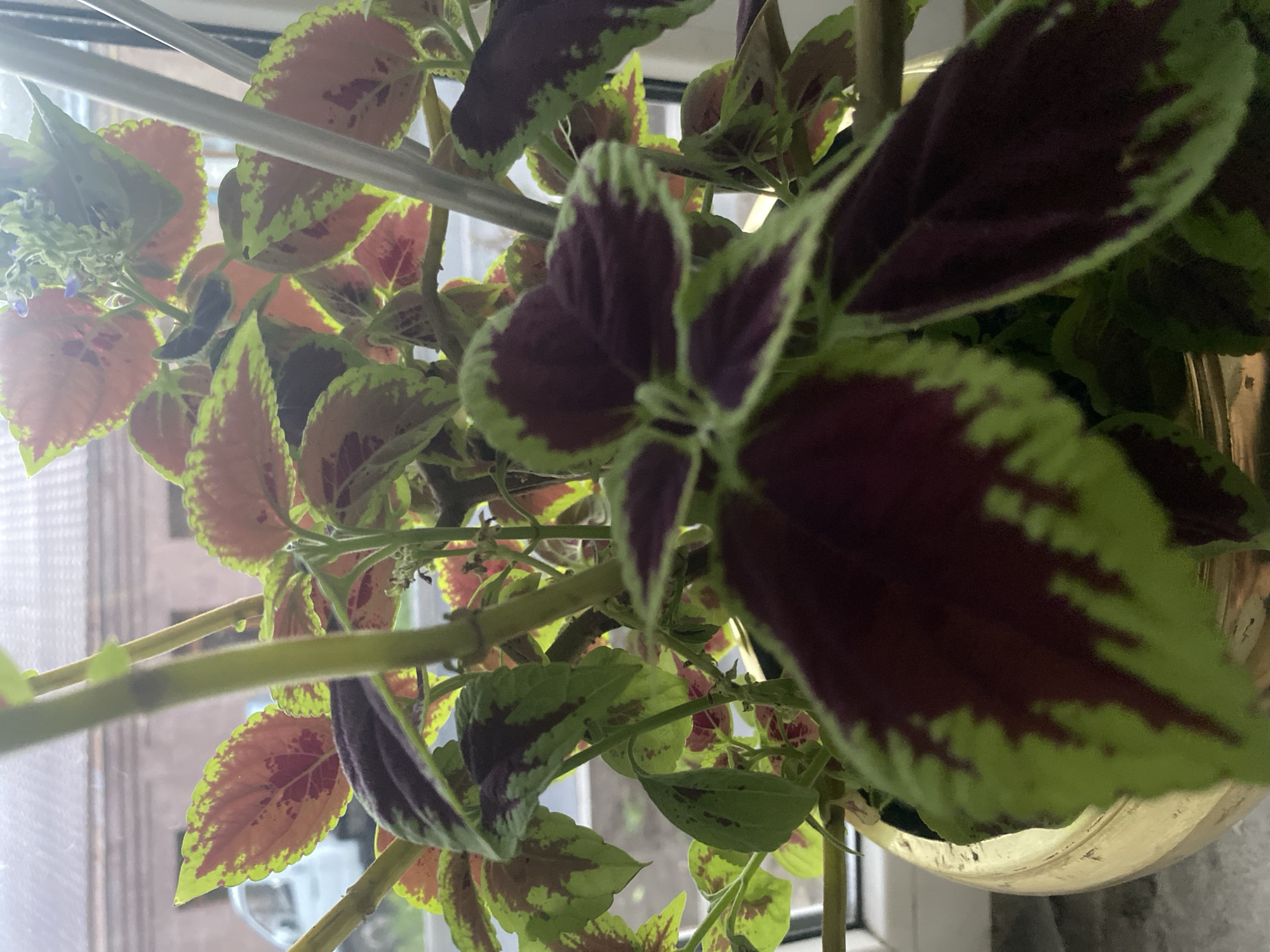 A close-up, indoor shot focuses on the colorful leaves of a coleus plant in a gold pot. The leaves exhibit a vibrant pattern of deep burgundy and lime green edges, with some red undertones. The plant is positioned near a window, with the blurred background showing hints of a building's roof and a white vehicle outside. Two thin metal rods are visible, possibly supporting the plant or part of the window frame. The lighting suggests it is daytime, with natural light illuminating the foliage.