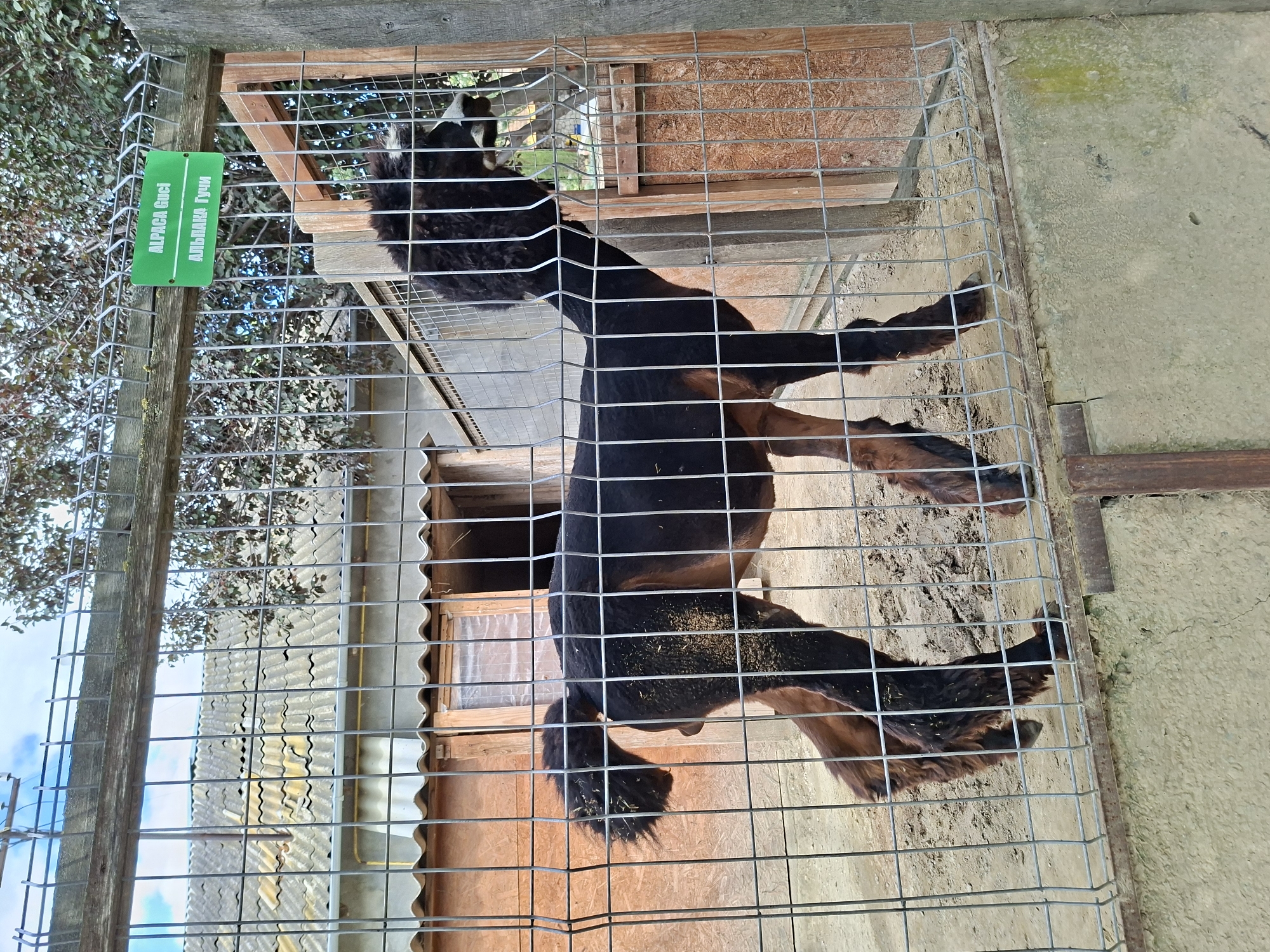 The image depicts an alpaca within a fenced enclosure. The alpaca is primarily black with some reddish-brown markings on its legs. It stands facing to the right, with its head turned towards a wooden structure within the enclosure. Above the enclosure, a green sign with white lettering is visible, reading "ALPAKA Guci" in English and "АЛЬПАКА Гучи" in Cyrillic. The enclosure is made of wire mesh and wooden posts. In the background, a building with a corrugated roof and a wooden structure with openings can be seen. The ground within the enclosure appears to be dirt. The image was taken outdoors, with trees and a cloudy sky visible in the background. The location is identified as Bardar, Moldova.