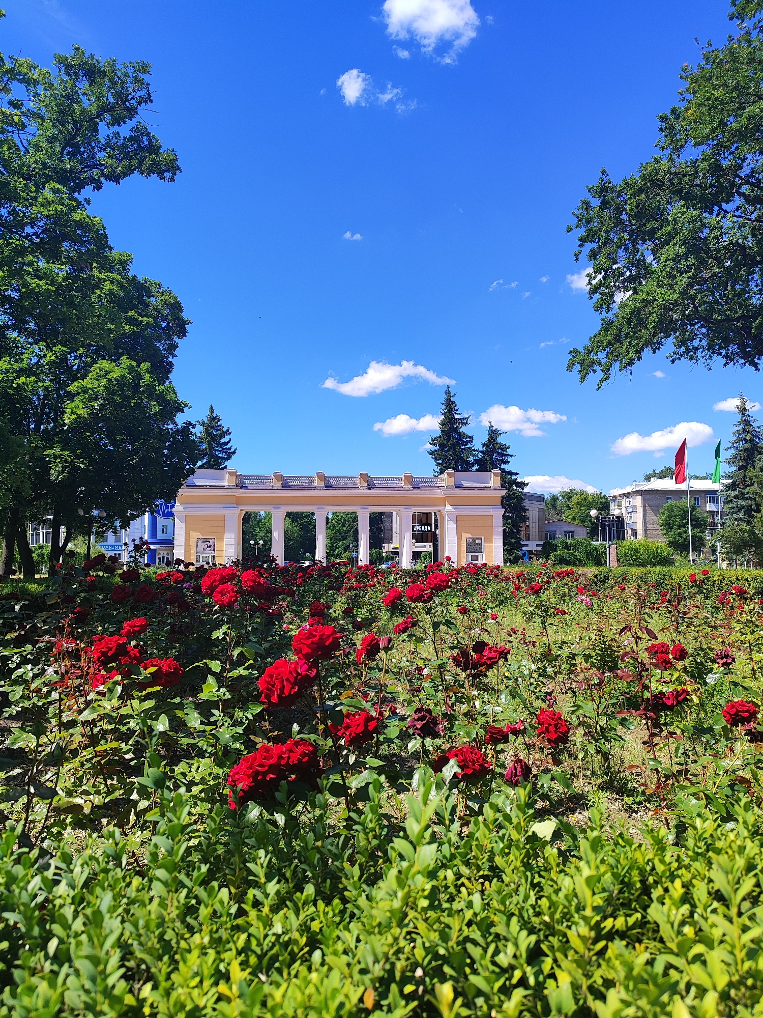 This image captures a vibrant public space in Tiraspol, Moldova, on a clear, sunny day. The foreground is dominated by a lush bed of red roses in full bloom, with some darker red and pink varieties interspersed. Behind the rose garden, a manicured green hedge provides a neat border.
In the mid-ground, a classical-style pavilion with a long colonnade of white pillars and a light yellow facade stands out. The pavilion features an arched entrance and signs with Cyrillic text, one of which reads "АРЕНДА" (ARENDA), meaning "rent" or "lease". To the left of the pavilion, a blue building with white architectural details is visible, and further back, two modern apartment buildings rise against the sky.
The background reveals more greenery, including tall trees framing the scene on both the left and right. Three flagpoles stand in front of the apartment buildings, displaying a red flag, a green flag, and another flag that is partially obscured. The sky is a brilliant blue, dotted with a few fluffy white clouds, indicating pleasant weather. The overall scene suggests a well-maintained park or public square, likely a popular spot for leisure and recreation. There are no people visible in the image.