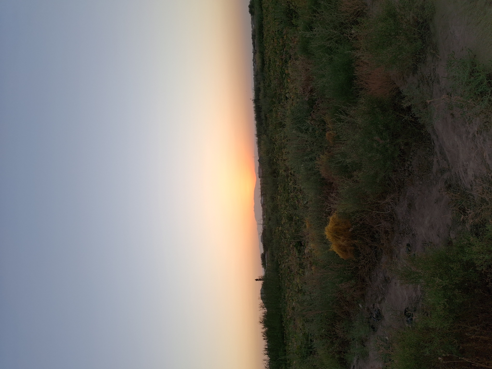 This is a wide-angle, eye-level, outdoor, daytime photograph taken in Ko`kdala, Uzbekistan. The image depicts a rural landscape at dusk. The sky is a gradient of pale blue to soft orange, indicating the sun is near the horizon. In the mid-ground, a field of green crops, possibly melons or gourds, stretches across the frame. The foreground is dominated by dry, brushy vegetation and dark soil. In the far distance, a line of low, hazy mountains is visible. The overall impression is one of quiet solitude in a agricultural setting.