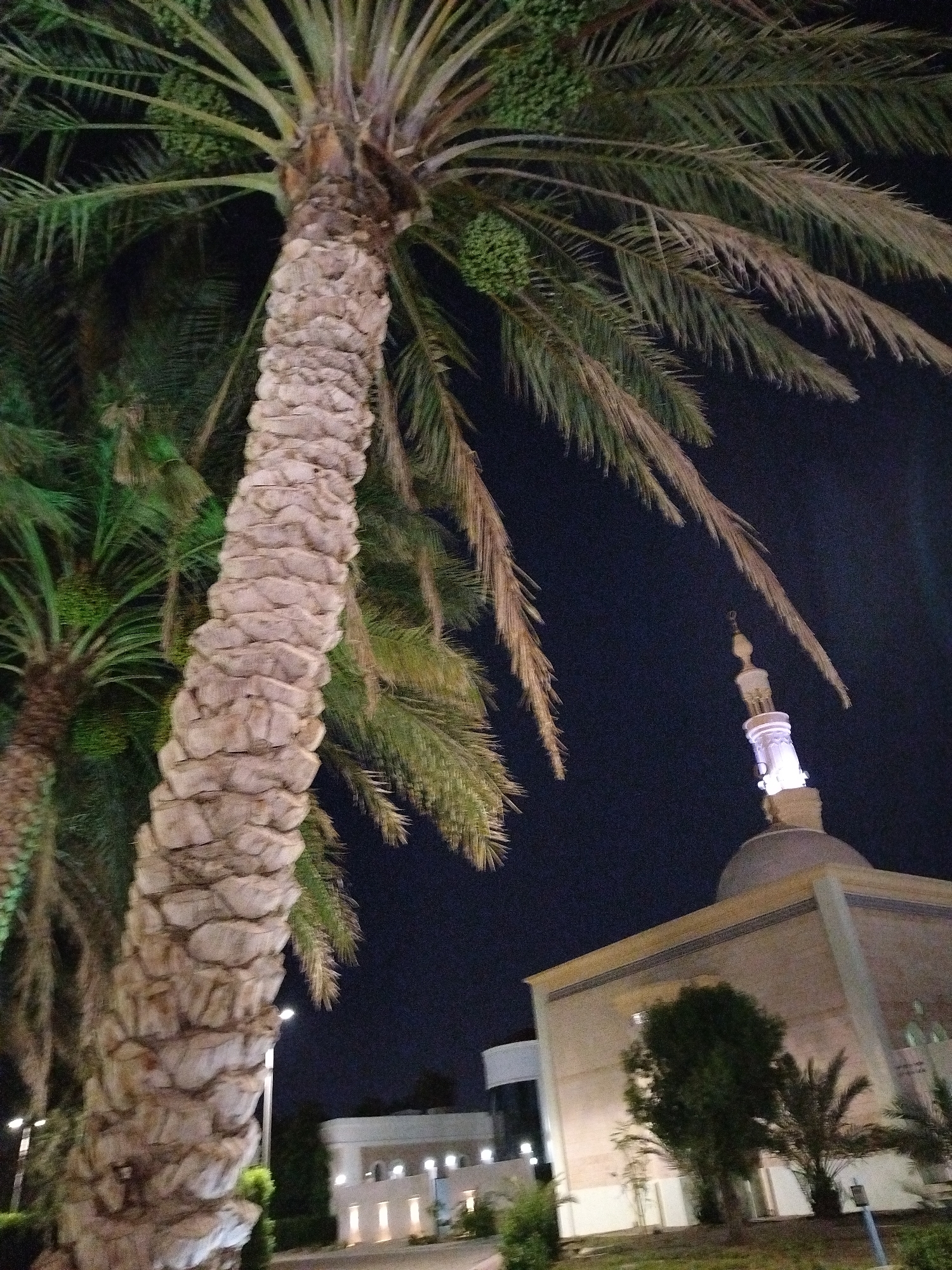 A nighttime photograph reveals a tall, textured palm tree in the foreground, its fronds reaching out over the scene. To the right, a mosque is visible, its dome illuminated, with a slender minaret rising above. Adjacent buildings can be seen with lights reflecting off their surfaces. The scene is likely located in Al Mas'oudi, United Arab Emirates. No people are visible.