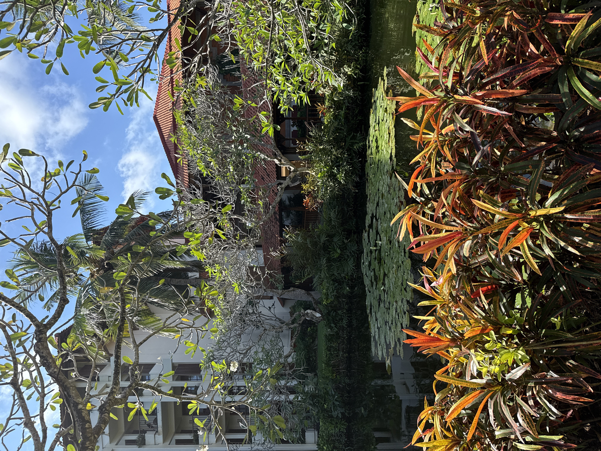 This image depicts a lush, tropical landscape, likely a resort or hotel setting in Kuta Selatan, Indonesia. The scene is rich with vibrant foliage, featuring various trees and plants. In the foreground and mid-ground, a dense collection of colorful croton plants stands out with leaves in shades of red, orange, green, and yellow. To their left, a serene body of water, possibly a pond or canal, is largely covered by numerous green lily pads.
Behind the water and plants, two multi-story buildings are visible. One building on the upper right features a distinctive red-tiled roof and a brownish facade. Another white building with multiple balconies can be seen on the lower left. Large trees with both green leaves and some bare branches, possibly Frangipani, frame the scene, along with several palm trees scattered throughout.
The photograph was taken on a bright, sunny day, indicated by the clear blue sky with scattered white clouds visible in the upper left corner, and the strong, natural light illuminating the plants and buildings. No people or specific activities are present, contributing to a tranquil and peaceful atmosphere. The lush vegetation, tropical architectural elements, and clear weather are consistent with the Indonesian setting. There is no visible text in the image.