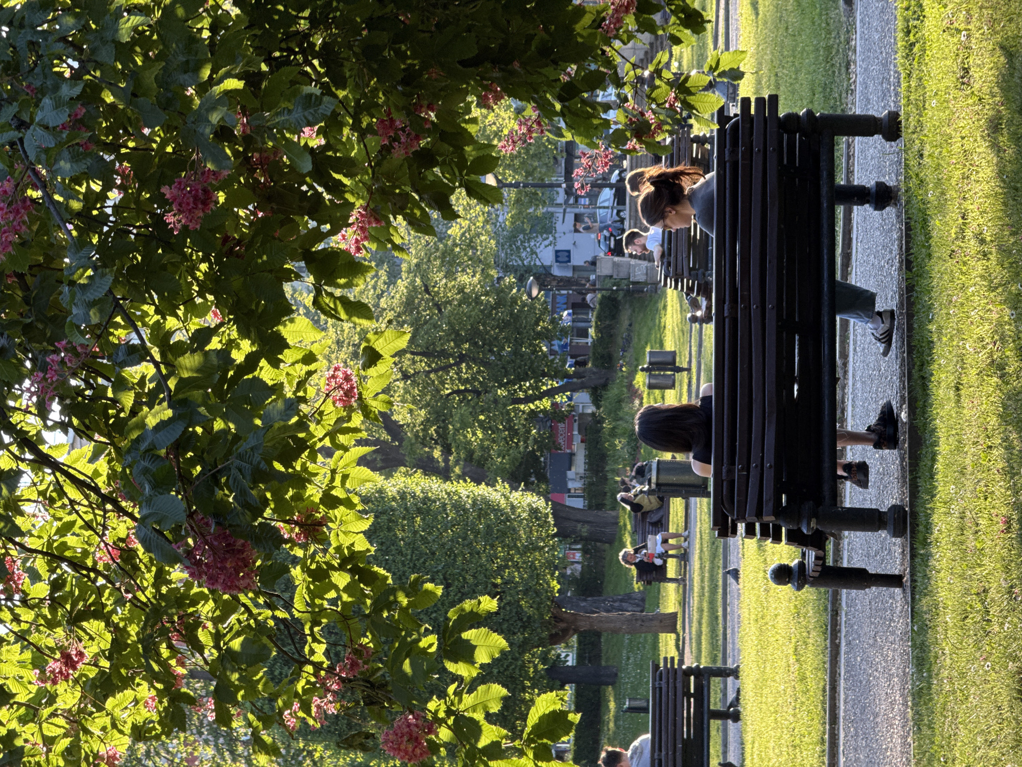 The image shows a park scene in Belgrade, Serbia, with several people sitting on benches. In the foreground, a tree with red flowers is visible, partially obscuring the view. Several benches are lined up, with people sitting or leaning on them. One woman with her hair in a bun is leaning on the back of the bench in the front. A person with long dark hair is sitting on the same bench. The park is green and sunny, with a pathway between the benches and the grass. In the background, other people are visible, walking or sitting. Buildings and trees fill the distance.