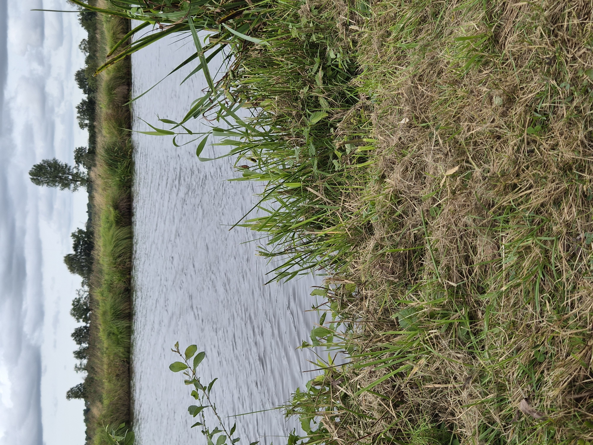 The image depicts a serene waterscape with a riverbank in the foreground. The river is calm, with subtle ripples on its surface, reflecting the overcast sky. The riverbank is densely covered with various types of vegetation, including tall grasses, reeds, and some leafy plants. In the background, a line of trees and shrubs forms a natural horizon, with a solitary tall tree standing out amongst them. The sky is cloudy, contributing to a subdued and natural ambiance. The scene is located along the River Geest in the city of Geestland, Germany. There are no people or animals visible in the image.