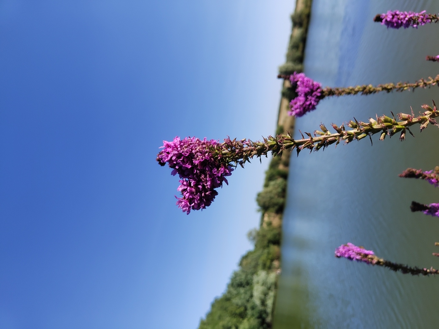 A close-up, low-angle shot captures several tall, thin stalks of purple flowers in the foreground, some in focus and others blurred. The flowers are tightly clustered at the top of the stalks. Behind the flowers, a calm, blue-green body of water, likely a lake or pond, dominates the middle ground. The far bank of the water is lined with a dense band of green trees and foliage under a clear, bright blue sky. The overall scene suggests a natural outdoor environment. The location is identified as Speia, Moldova.