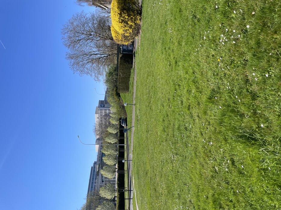 The scene depicts an outdoor urban landscape in Montigny-le-Bretonneux, France, under a clear blue sky on a sunny day. The foreground is dominated by a large expanse of vibrant green grass, sparsely interspersed with small white daisy-like flowers and occasional yellow dandelions.
In the midground, a paved pedestrian path or service road curves from the left towards the right, separating the foreground lawn from further landscaping elements. Two white, spherical ground lights on short posts are positioned along the edge of this path, one on the left and one centrally. To the right of the path, a dense, bright yellow flowering shrub, consistent with a Forsythia bush, is prominent. Adjacent to it on the left is a neatly trimmed dark green hedge. A dark-colored sedan is partially visible, parked on the paved surface to the left of the central ground light. To the left of the path, a row of trees with white blossoms stands behind a lower dark hedge.
The background features several multi-story modern buildings with light-colored facades, indicative of office or institutional structures. One building on the right exhibits a partial blue logo, possibly "ING". Tall streetlights with single luminaires are visible throughout the background. A large deciduous tree with bare branches stands to the right, behind the yellow bush. In the upper right quadrant of the sky, a faint white contrail from an aircraft is visible. No people are present in the image.
