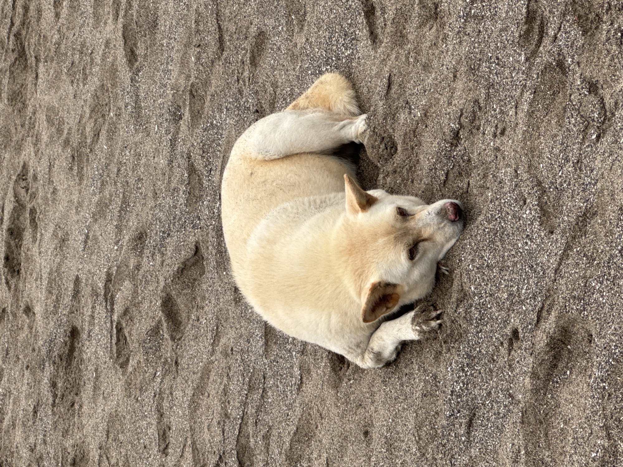 A light-colored dog is curled up asleep on a sandy beach. The dog's head is near its rear paws. The sand is coarse and dark.
While the image itself doesn't provide explicit information about the location, based on the user's provided context, it is likely to be in the city of North Kuta, Indonesia.