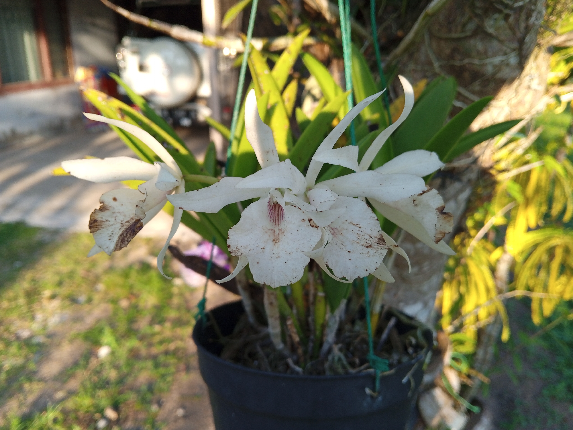 The image depicts a potted orchid with white flowers in the city of Palohigeuh, Indonesia. The orchid is in a black plastic pot and is suspended by green strings. The flowers are delicate with some brown spots on the petals. In the background, a blurry building with a window can be seen, along with greenery and sunlight filtering through trees. The overall scene suggests an outdoor setting, possibly a garden or a backyard.