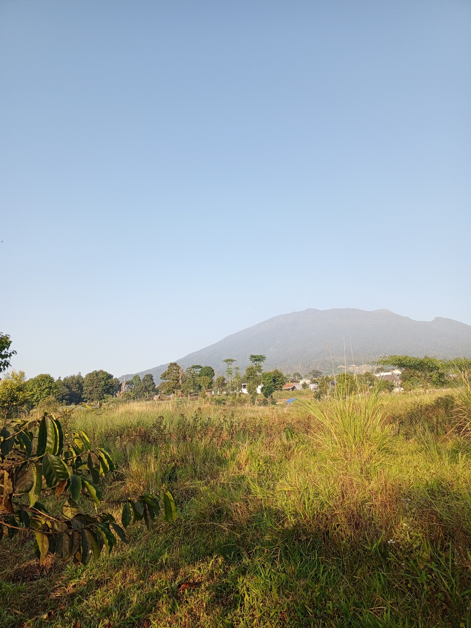 The image depicts a serene landscape in Yakkurugala, Sri Lanka. The foreground features a lush green field, interspersed with tall, dry grass that catches the sunlight. To the left, the branches of a coffee plant are visible, adorned with dark green leaves. In the mid-ground, a cluster of trees forms a dense line, with some scattered buildings peeking through the foliage, suggesting a small settlement. Further in the distance, a majestic mountain range dominates the horizon, its slopes covered in a soft, hazy layer of vegetation under a clear, pale blue sky. The overall atmosphere is tranquil and rural, bathed in the warm glow of daylight.