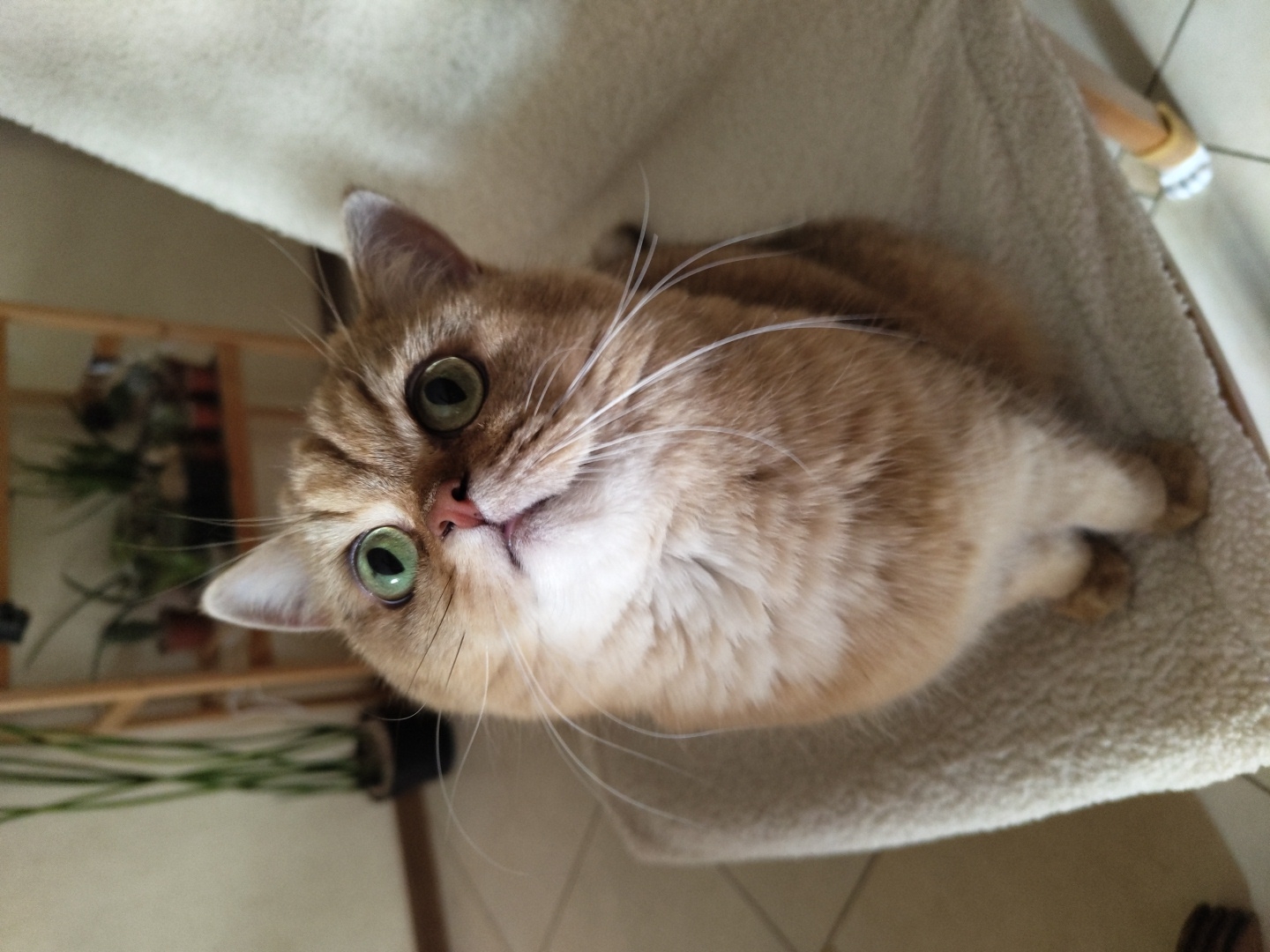 A close-up, high-angle shot shows an orange tabby cat with green eyes. The cat is lying on a soft, beige surface, possibly a cat bed or hammock, with a lighter beige texture on top. The cat is looking directly at the camera with an inquisitive expression. Its fur is a mix of orange and white, with distinct tabby markings on its head and body. The cat's whiskers are long and prominent.
In the background, a wooden shelf unit is visible, containing some green plants. The overall setting appears to be indoors, with a warm and cozy atmosphere. The lighting suggests it is daytime. No people are visible in the image. There is no visible text in the image. The cat's posture and gaze convey a sense of curiosity and engagement with the viewer.