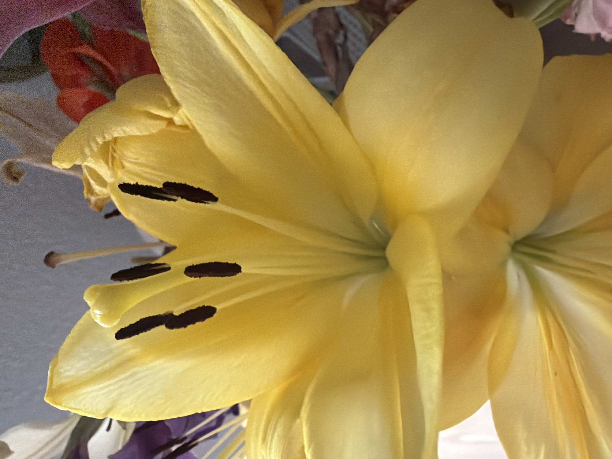 This media file shows a close-up, angled view of a yellow lily flower. The focus is on the petals and the stamen, which are dark brown. The background is a blurred mix of other flowers in shades of red, purple, and pink, as well as a gray surface. The lighting appears to be natural, suggesting it might be daytime. There is no text visible in the image. The overall impression is a vibrant and detailed capture of a floral subject.