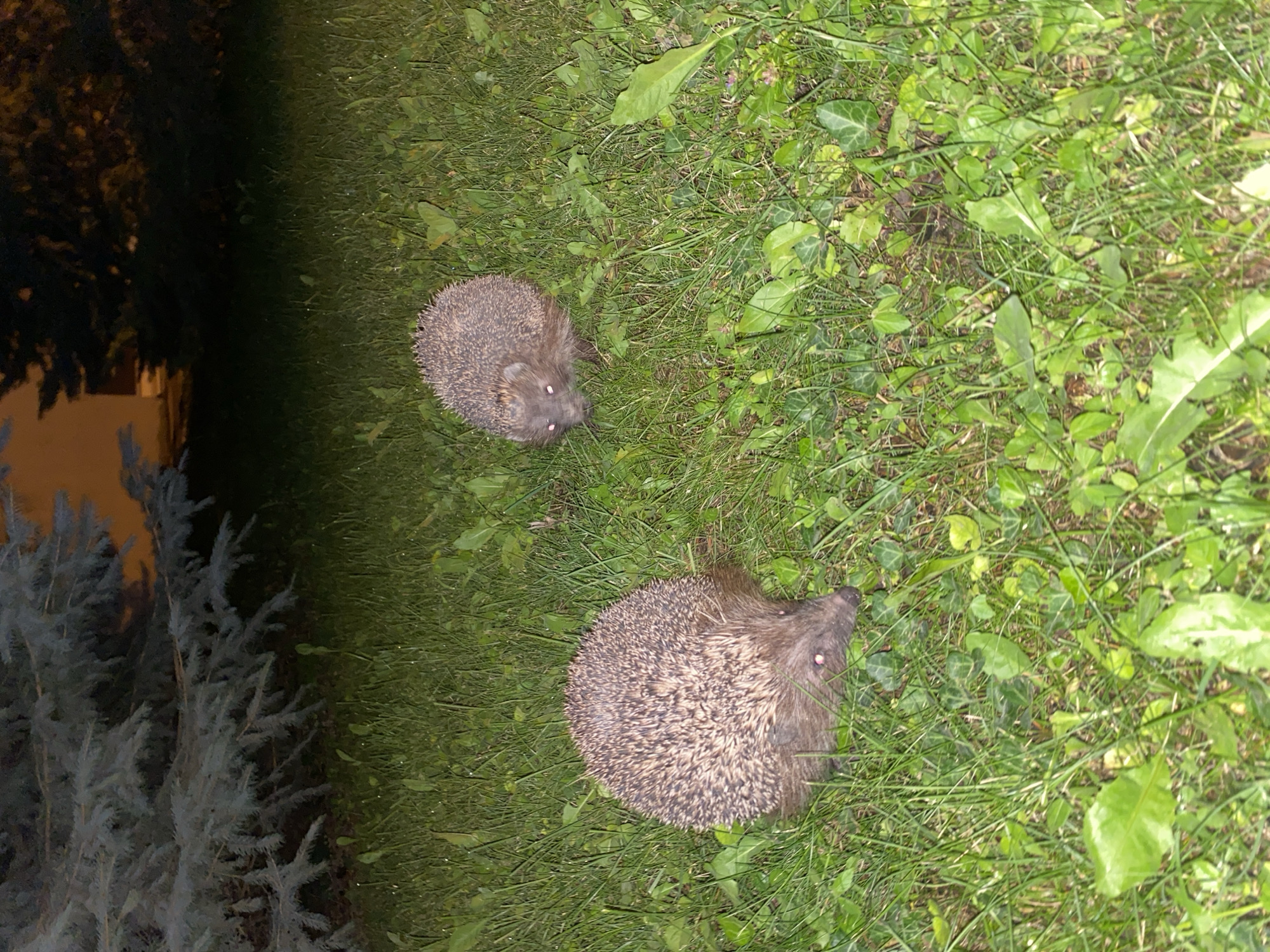 Two hedgehogs are on a grassy area at night. The hedgehog on the left is closer to the foreground and is facing towards the left. The hedgehog on the right is further back and is facing towards the left as well. The grass is green and appears to be slightly damp. There is a tree on the left side of the image, and a building in the background on the right. The lighting suggests an artificial light source is present. The image is likely taken in the city of Divnomorskoye, Russia, given the context provided.