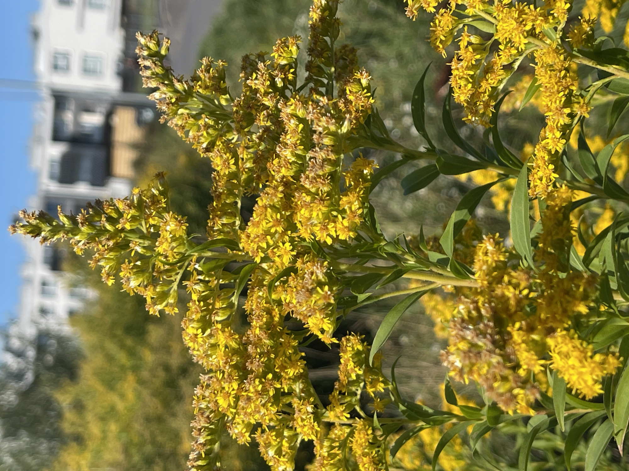 The image is a close-up, vertical shot of goldenrod flowers in bloom. The flowers are bright yellow and densely clustered on tall stalks, with green leaves visible lower down. In the blurred background, there are hints of urban architecture, suggesting a city environment. Specifically, the image was captured in Warsaw, Poland, in a location featuring modern apartment buildings with balconies and a clear blue sky overhead. The focus is sharp on the flowers, with the background softened by a shallow depth of field.