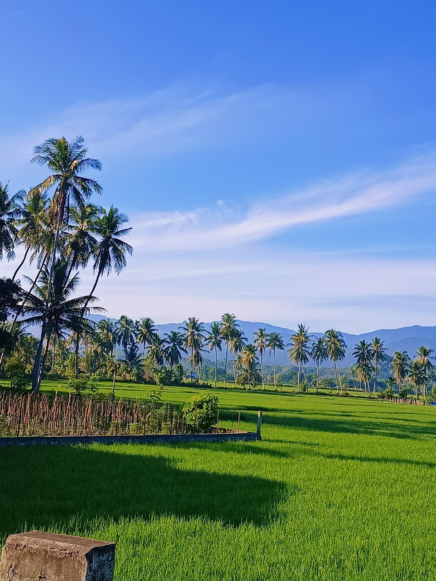 This is an outdoor, eye-level shot of a bright, sunny day in Pulo Dayah, Indonesia. The image captures a lush green rice paddy field in the foreground, with a stark, grey concrete block in the bottom left corner. A rustic wooden fence runs horizontally across the middle ground, separating the field from a line of palm trees. Beyond the palm trees, a range of hazy blue mountains forms the backdrop under a clear blue sky with thin, wispy clouds. The sun casts long shadows across the rice field. There are no people or animals visible in the scene.