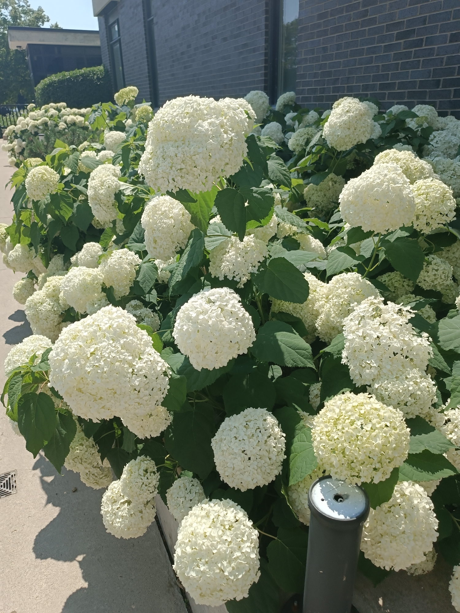 This is a medium-angle, outdoor, daytime photograph of a large bush of white hydrangeas in full bloom. The hydrangeas are spherical in shape and are densely packed with small white flowers. They are set against a backdrop of green leaves. Behind the hydrangeas, a dark brick building with a window is visible. The ground in front of the bush is a concrete sidewalk. There is a grey cylindrical object with a white cap in the lower right quadrant of the image, which appears to be a lamp post or similar fixture. The overall scene is one of lush, natural beauty in an urban setting.