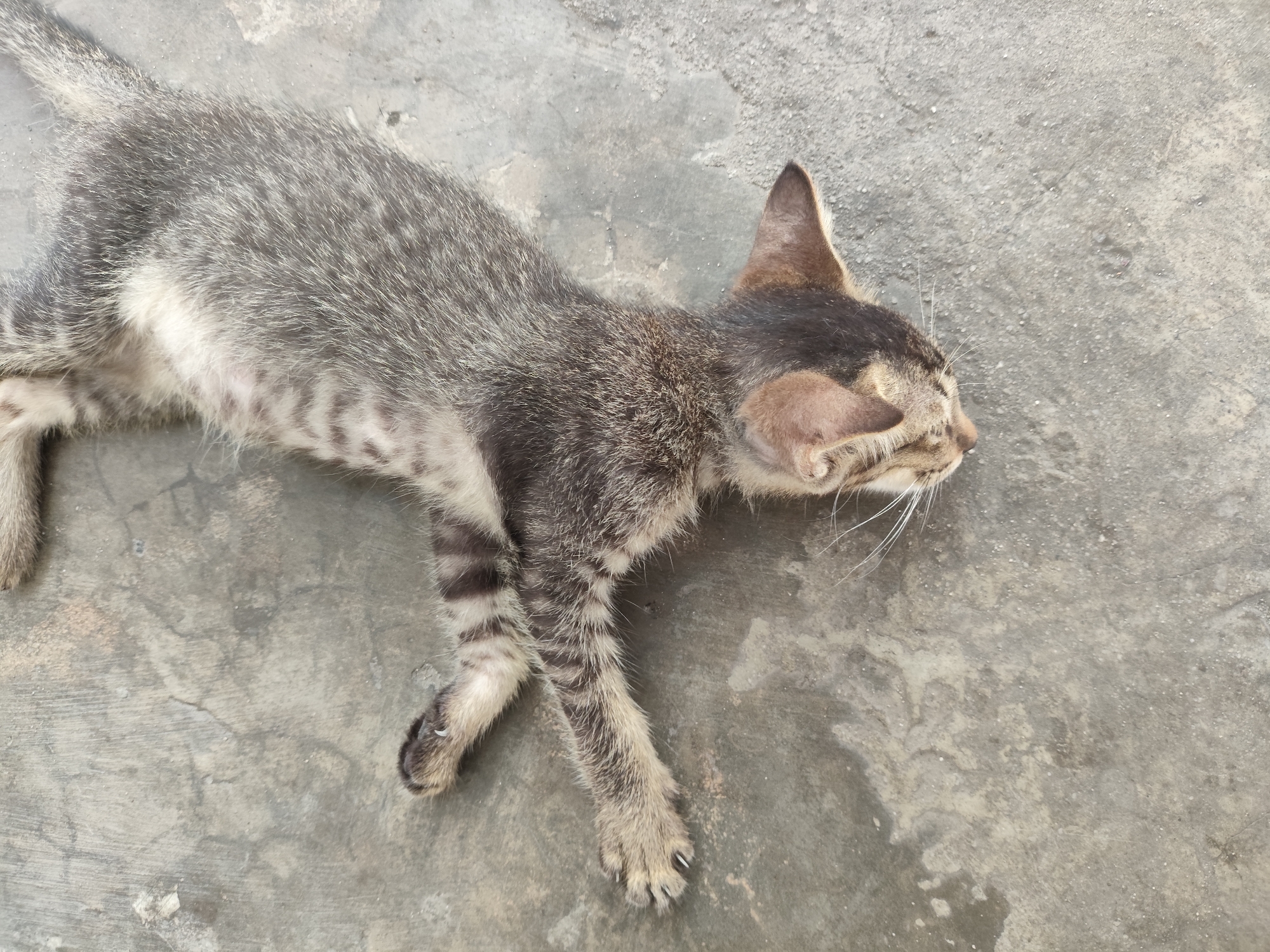 An adult domestic cat, likely a tabby, lies on its side on a grey concrete surface. The cat's fur is a mix of grey, black, and white stripes. Its eyes are closed, and its mouth is slightly open. The cat's paws are extended, with its claws visible. The concrete surface appears to be outdoors, possibly in a courtyard or alleyway. The lighting suggests it is daytime. This scene is located in Pekanbaru, Indonesia.