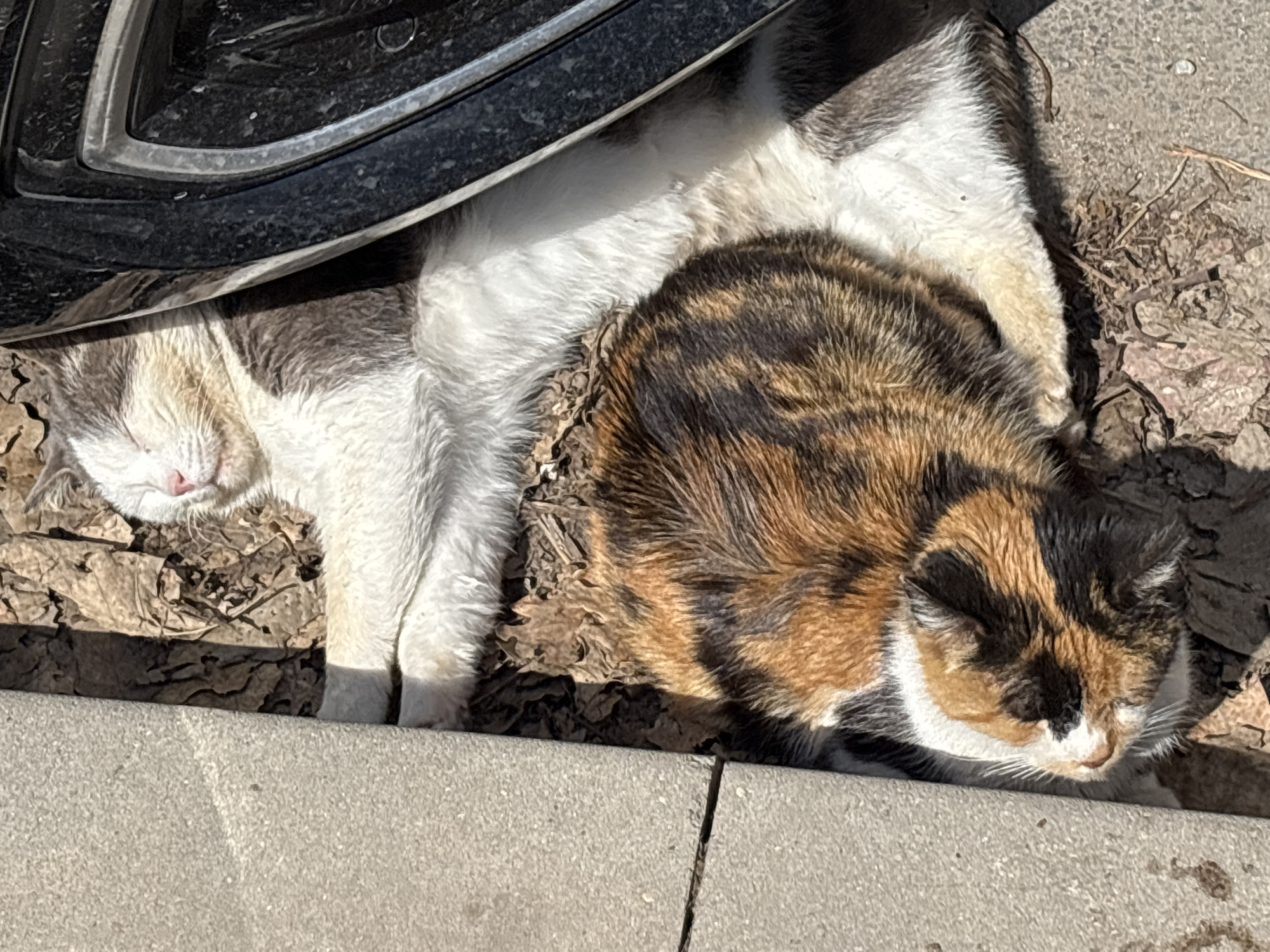 This image displays two domestic cats resting outdoors in Sofia, Bulgaria; the specific location within the city is not discernable from the visual evidence.
The upper cat, predominantly white with grey patches on its head and back, lies on its side with its eyes closed, facing right. Its pink nose is visible. Directly below it, the lower cat, a calico with orange, black, and white fur, is curled into a resting position, its head facing left. Both felines are situated on a surface composed of dry leaves and organic debris.
To the left of the cats is a light grey concrete or paved surface, exhibiting a crack. To the right, a dark, textured object, consistent with a vehicle component, is partially visible. The scene is illuminated by direct sunlight, casting strong light onto the subjects and immediate environment.