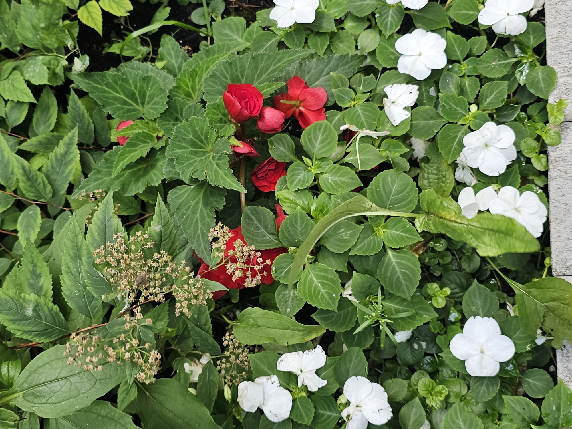 The image shows a close-up, top-down view of a dense planting of green foliage with scattered red and white flowers. The scene appears to be an outdoor garden bed, possibly in Moscow, Russia, as indicated by the request. The plants are lush and varied, with large, textured leaves and smaller, more delicate leaves. The flowers, predominantly white and red, are interspersed among the greenery. Some of the red flowers appear to be begonias, with ruffled petals. The white flowers are simpler, with five petals. There are also some small, dried seed clusters visible, along with a hint of dark soil. No people or animals are present in the frame, and no actions or interactions are depicted. The overall impression is one of natural, untamed growth within an urban setting.