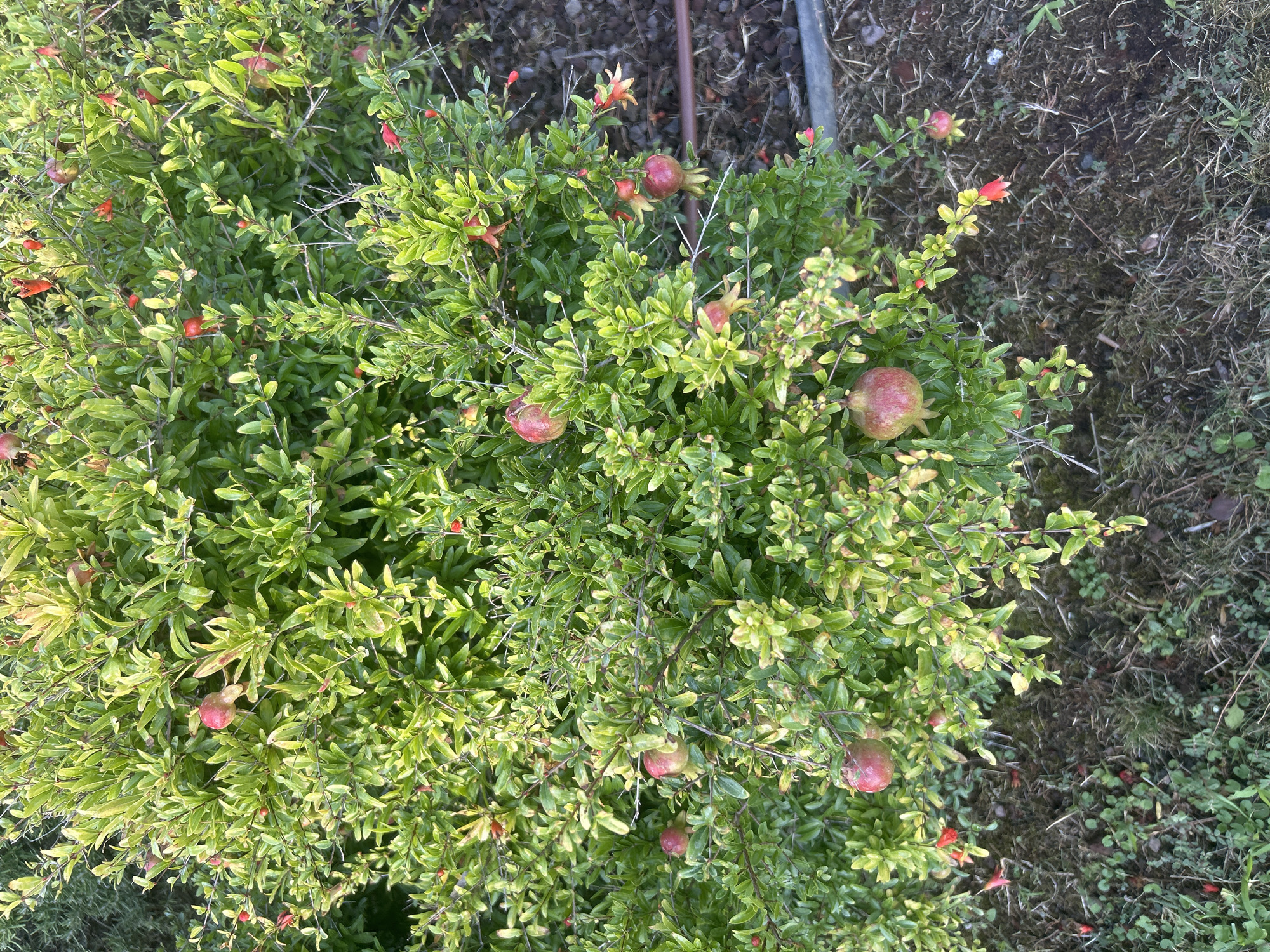 In Katoro, Croatia, an image captures a pomegranate bush laden with developing fruit. The bush is lush and green, with small, rounded pomegranates in various stages of ripening, appearing reddish-pink. Some of the fruit are partially obscured by the dense foliage, while others are more prominent on the branches. Small red flowers or buds are also visible amongst the leaves. The ground beneath the bush is covered in a mixture of dry grass, soil, and some small green plants. A dark brown irrigation hose runs horizontally across the scene to the right of the bush, and a grey metallic edge, possibly a border or planter, is visible at the bottom right. The lighting suggests it is either early morning or late afternoon, casting a warm glow on the scene. There are no people or animals present in the image.