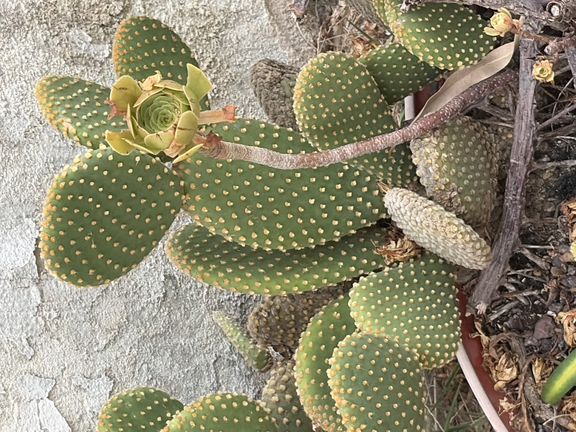 A close-up, eye-level shot captures a clump of Opuntia microdasys, commonly known as bunny ear cactus, growing outdoors against a textured, weathered gray wall. The cactus pads are a vibrant green, dotted with clusters of small yellow spines. One pad in the upper center is topped with a budding, green succulent rosette, possibly an Aeonium species, on a thin, woody stem. Surrounding the cactus are dried leaves, twigs, and dark soil, suggesting it is in a garden or planted in a pot. The image appears to be taken in Torrevieja, Spain, a coastal city known for its dry climate, which supports the growth of succulents and cacti.