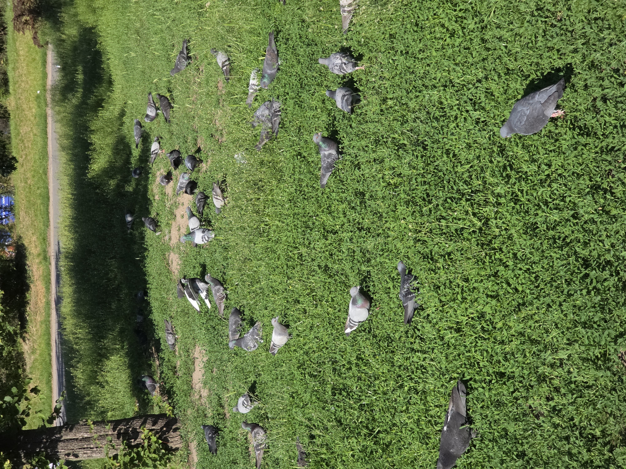 The image shows a flock of pigeons on a grassy area in a park in Warsaw, Poland. The grass is lush and green. A path is visible in the background along the left side of the frame, next to the grass. A tree is located in the bottom left corner.
