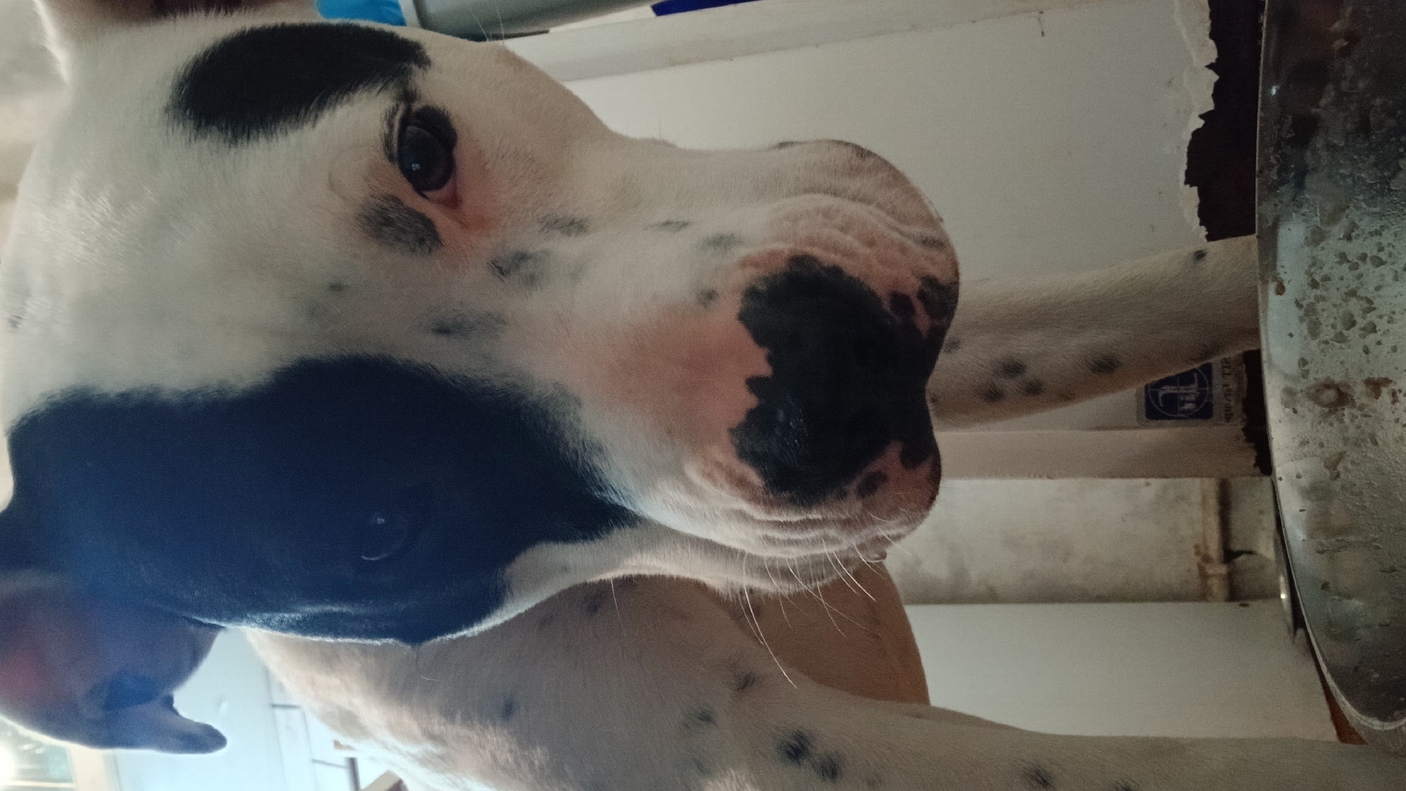A close-up, low-angle shot of a dog's face, primarily white with large black patches around its left eye and snout. The dog's fur appears short and smooth. Its nose is pinkish with black speckles. Visible behind the dog are parts of a white structure and a metallic object that could be a pan or container. There's a sticker on the white structure. The background is out of focus, but it appears to be an indoor setting. The location is Unknown, Unknown.