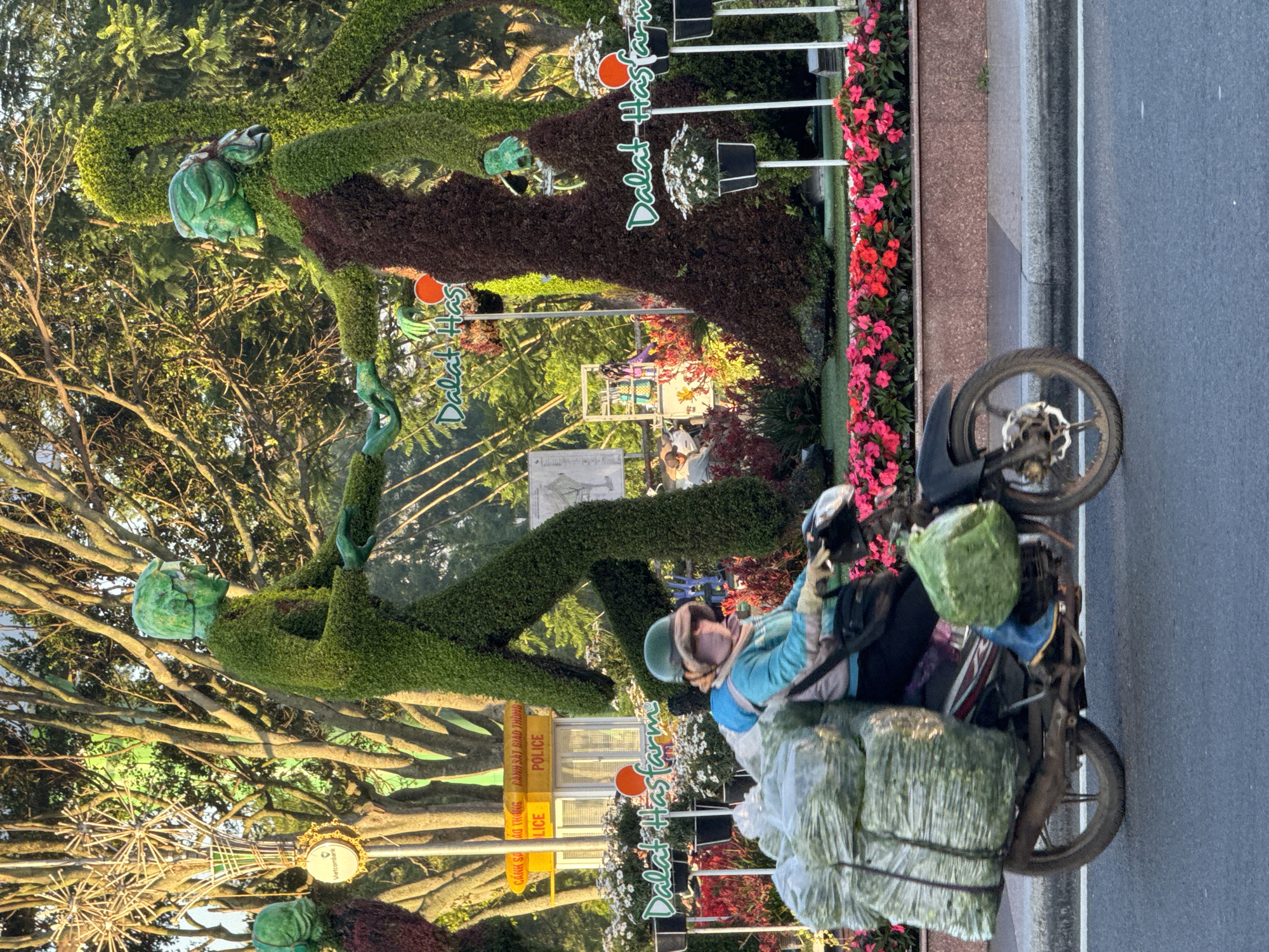 A person rides a motorcycle laden with large bundles of green material, likely plants or flowers, through an urban setting in Da Lat, Vietnam. The rider wears a light blue jacket, a helmet, and blue boots. The motorcycle is a dark color with red and white accents. In the background, two large topiary sculptures, resembling human figures, are visible. One sculpture is entirely green, while the other is a dark reddish-brown at the base. Both figures are entwined with greenery. The sculptures are adorned with the text "Dalat Hasfarm" in green lettering. Behind the sculptures, trees with bare branches are prominent. A small yellow structure with "POLICE" written on it is also visible. The foreground features a line of vibrant pink and red flowers. The scene appears to be a street in Da Lat, known for its floral displays and gardens.