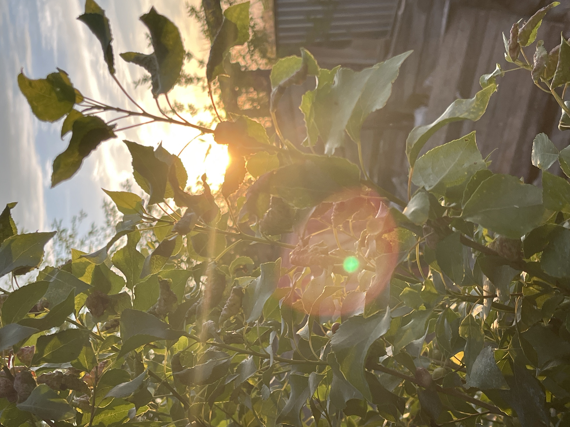 A close-up, low-angle shot captures a dense cluster of green leaves on a plant, with the setting sun directly behind them. The sun's rays create a strong lens flare, a bright yellow-orange glow with a distinct green circular artifact within it, obscuring some of the background details. The leaves are varied in shape and size, some appearing wilted or dried. The background is out of focus, showing a wooden fence and hints of a building or structure. The sky above is a soft blue with wispy clouds tinged with sunset colors. The image appears to be taken outdoors, possibly in a garden or yard within the city of Krasnyye Barrikady, Russia. No people or animals are visible.