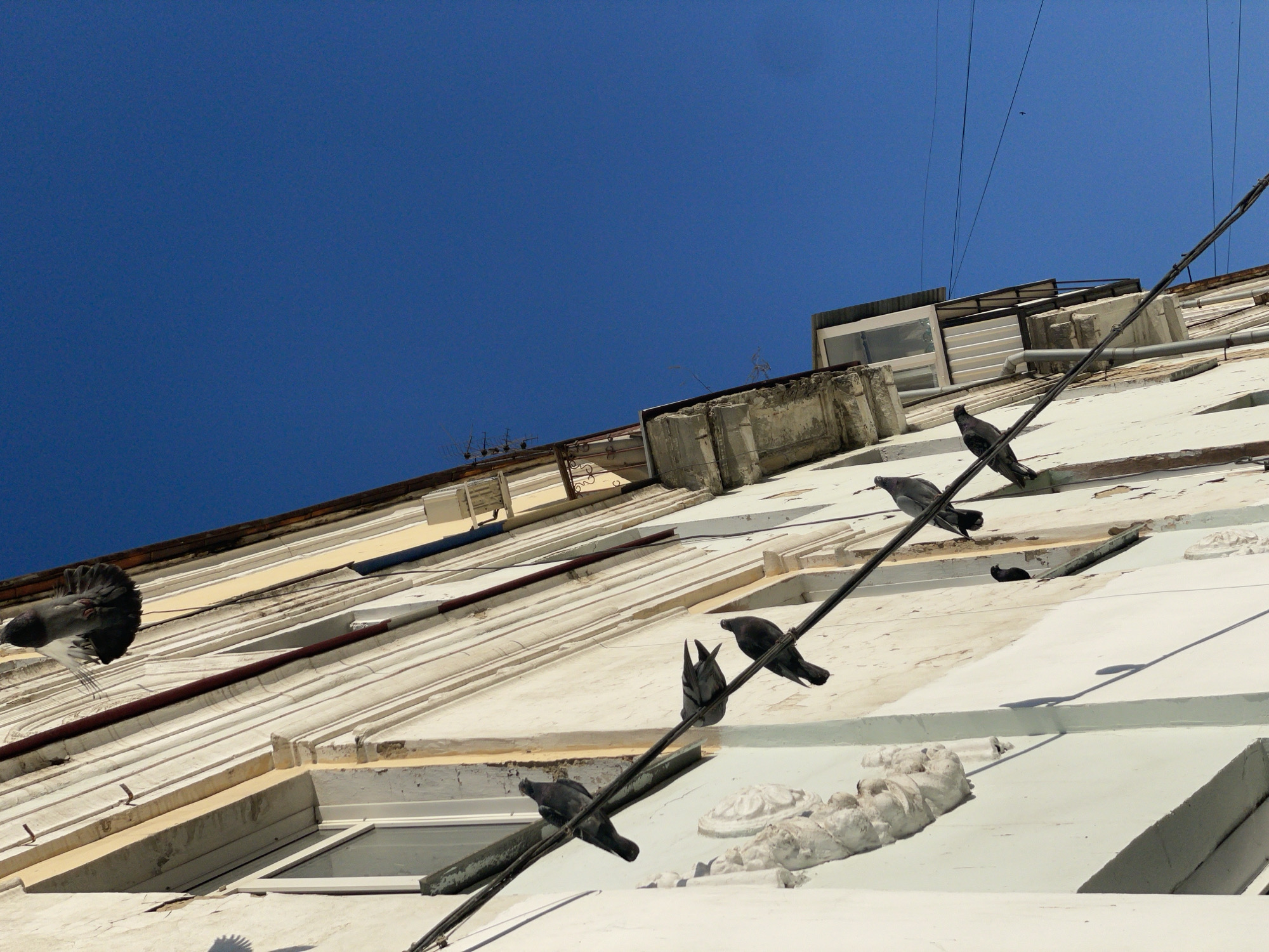 The image shows a close-up, low-angle view of the side of a building, against a clear, deep blue sky. The building appears to be old, with a textured, weathered facade painted white. It features horizontal lines of relief decoration and what seem to be multiple levels with windows. Several pigeons are visible. One pigeon is captured mid-flight on the left side of the frame, its wings spread and tail fanned out. On a black cable running diagonally across the building, three other pigeons are perched, one facing left and two facing right. A fifth pigeon is perched on the building itself, further down the cable. The scene suggests a bright, sunny day, likely daytime given the strong shadows cast by the pigeons and the building's features. The time of day appears to be late morning or early afternoon due to the angle of the sunlight. The setting is urban, given the building and the electrical wires stretching across the sky. No text is visible in the image.