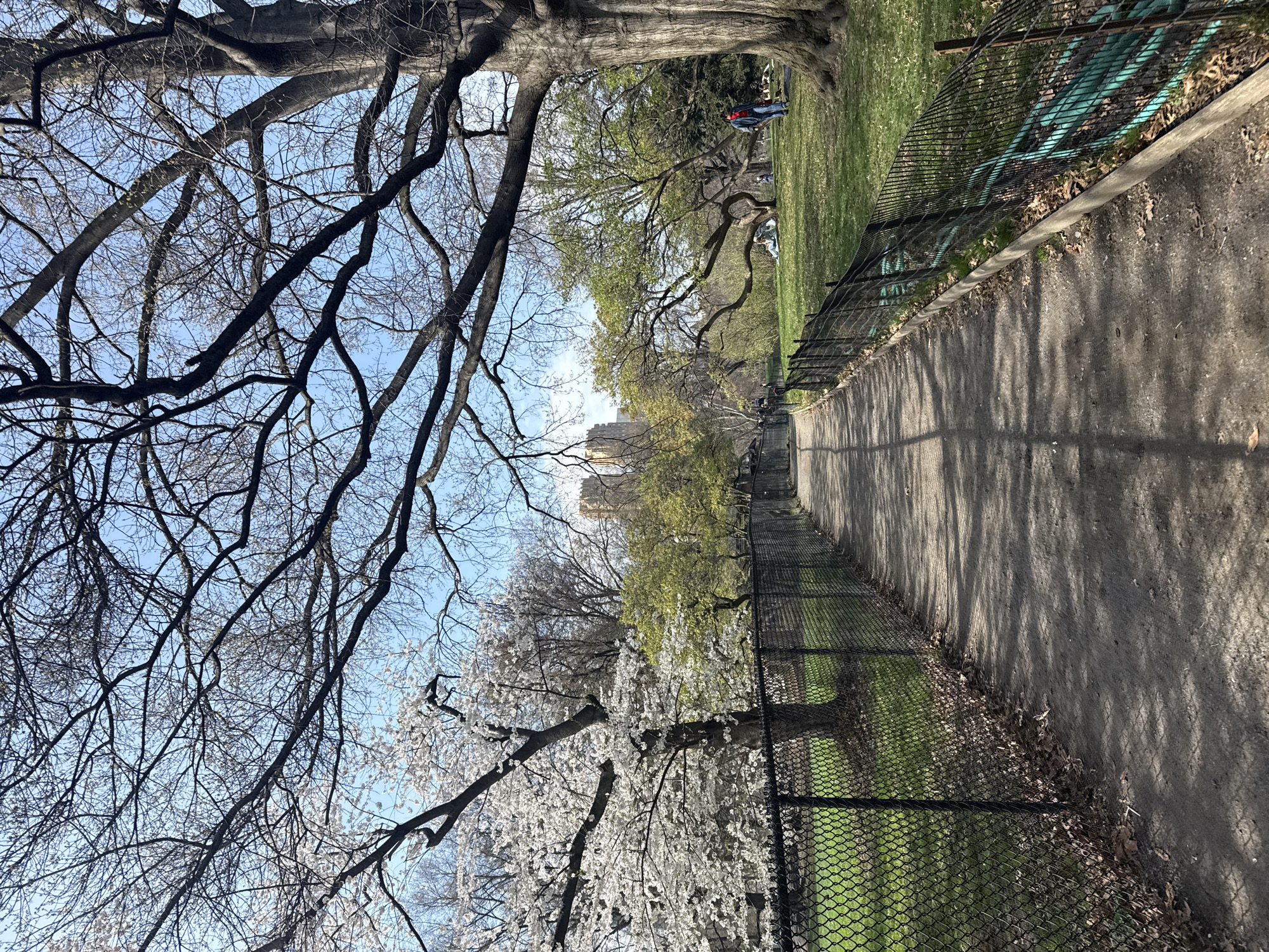 The image captures a sunlit path winding through a park in New York City, United States of America. A black metal fence borders the right side of the path, separating it from a grassy area dotted with people and trees. The path is paved and appears to be well-maintained. A large tree with bare branches dominates the left side of the frame, its branches reaching towards the clear, blue sky. Another tree, filled with white blossoms, is partially visible on the lower-left side of the frame. In the distance, buildings can be seen, suggesting a location within a densely populated urban environment.