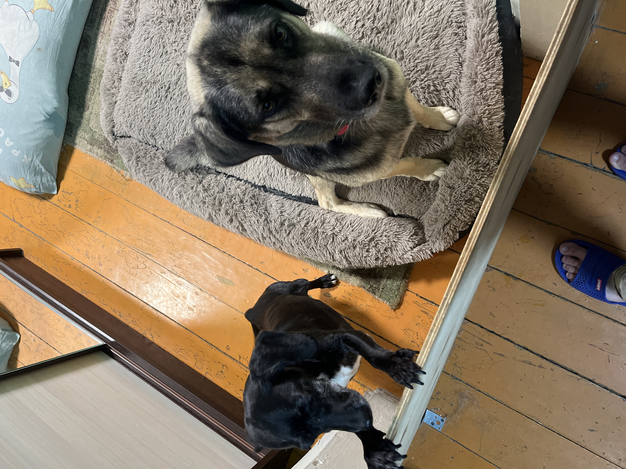 In Nizhny Tagil, Russia, two dogs are visible. One is a black dog with white markings on its chest, standing on a wooden floor and leaning on a light-colored wooden barrier. Its front paws are resting on the barrier. The second dog is a lighter-colored dog with brindle markings on its face and body, sitting on a plush, gray dog bed. The floor is made of worn, orange-stained wooden planks. A wardrobe with a mirrored door is partially visible on the left. A blue flip-flop is visible in the foreground, suggesting a human presence just outside the frame. The overall environment appears to be indoors.