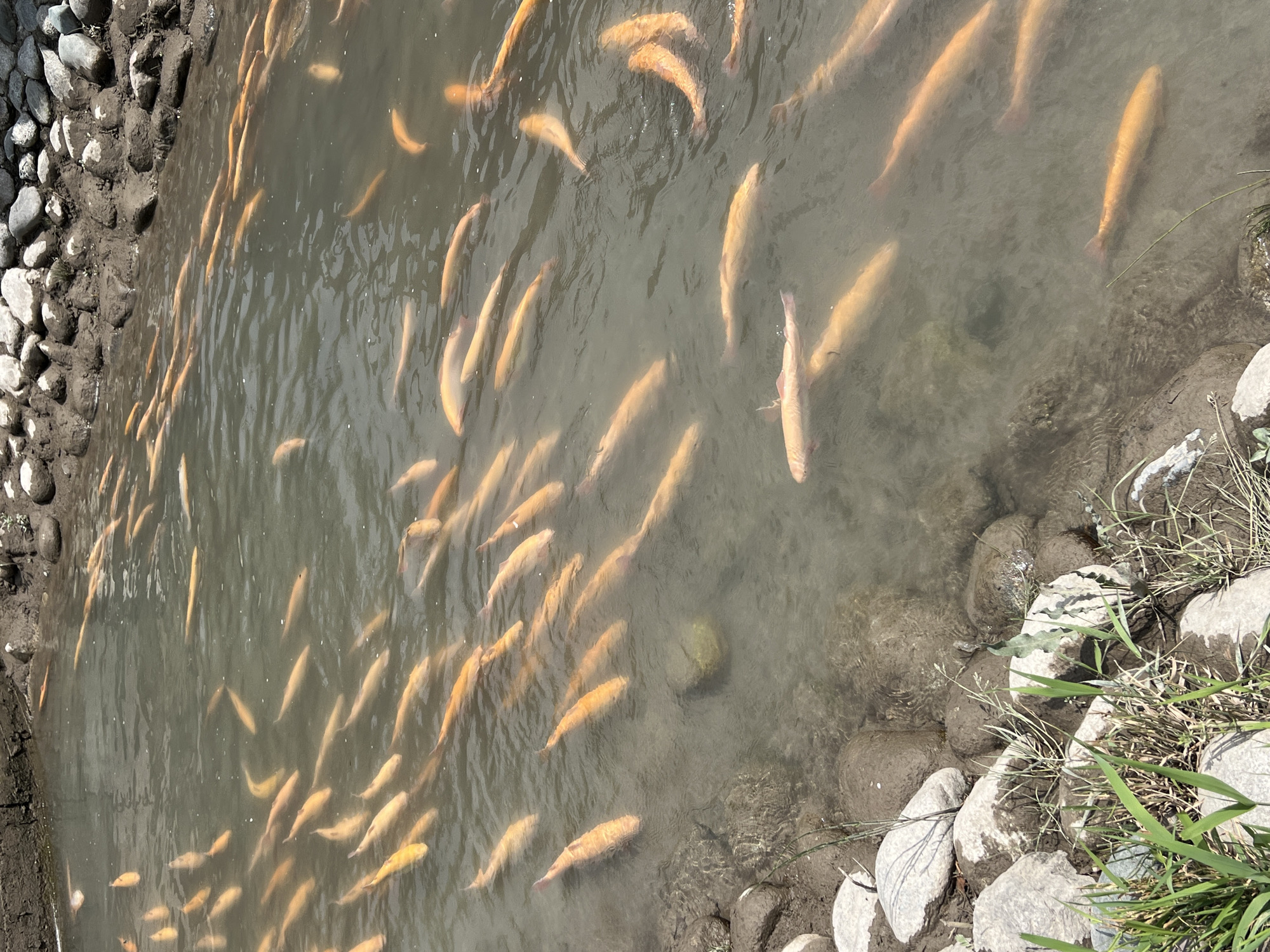 In Yuryevka, Kyrgyzstan, a school of golden trout swims in a murky, shallow body of water. The fish, varying in size, are predominantly an orangey-yellow hue and appear to be densely packed, suggesting a farm or protected environment. The water's edge is lined with a mixture of mud, grey rocks, and some green vegetation. Sunlight casts dappled reflections on the water's surface, partially obscuring the fish below. The background is out of focus, but appears to be a natural embankment of dirt and rocks. No humans are visible in the frame.